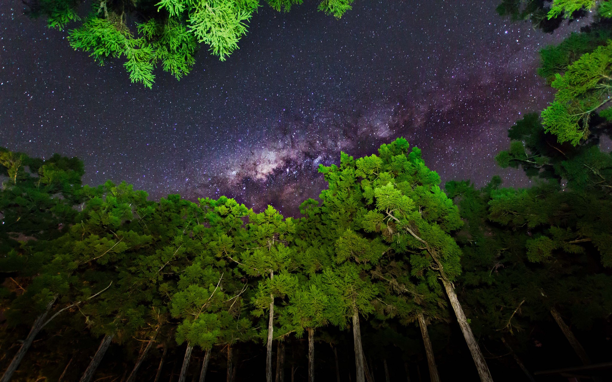 Milky Way galaxy visible through trees at night HD Wallpaper