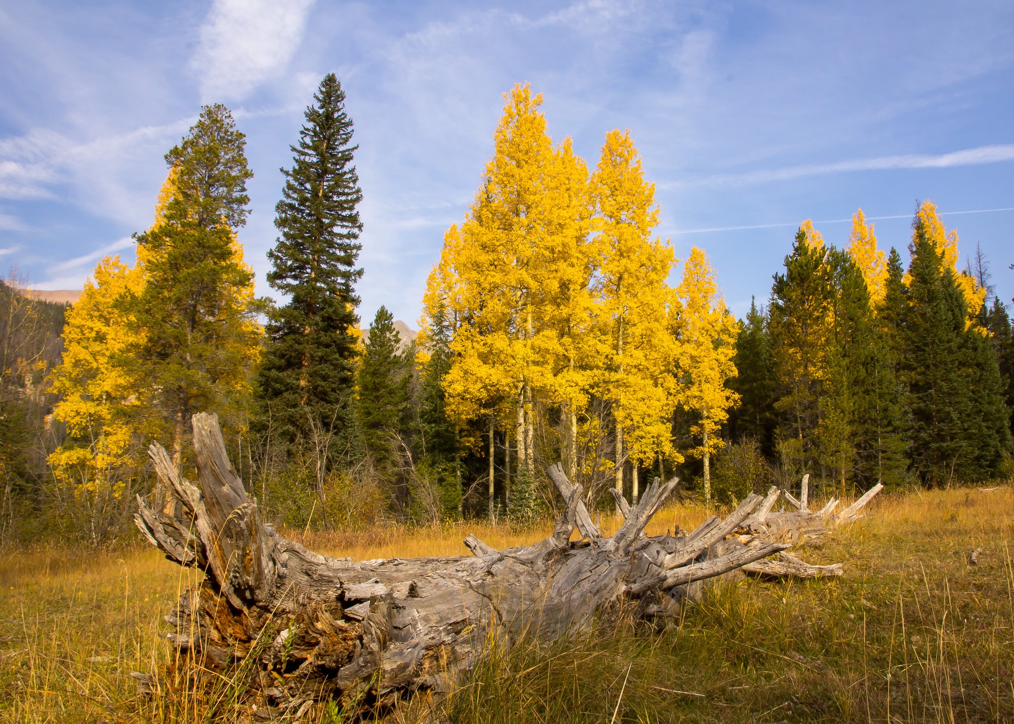 Autumn forest with fallen tree and yellow aspens HD Wallpaper