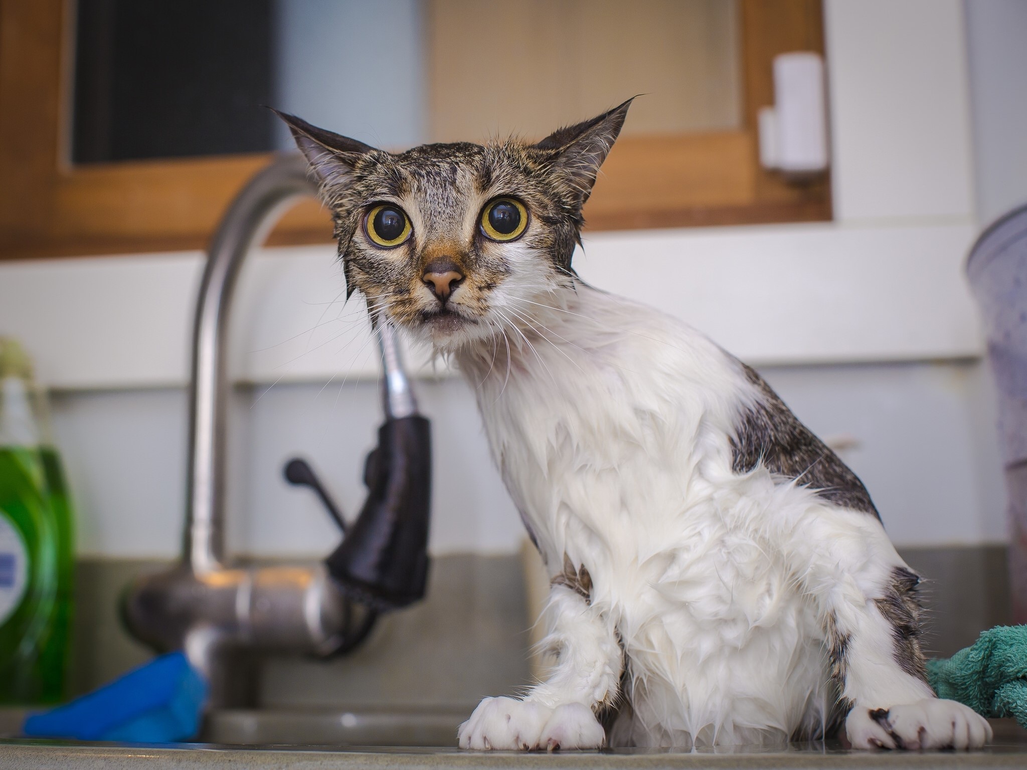 Wet cat sitting by a sink tap HD Wallpaper