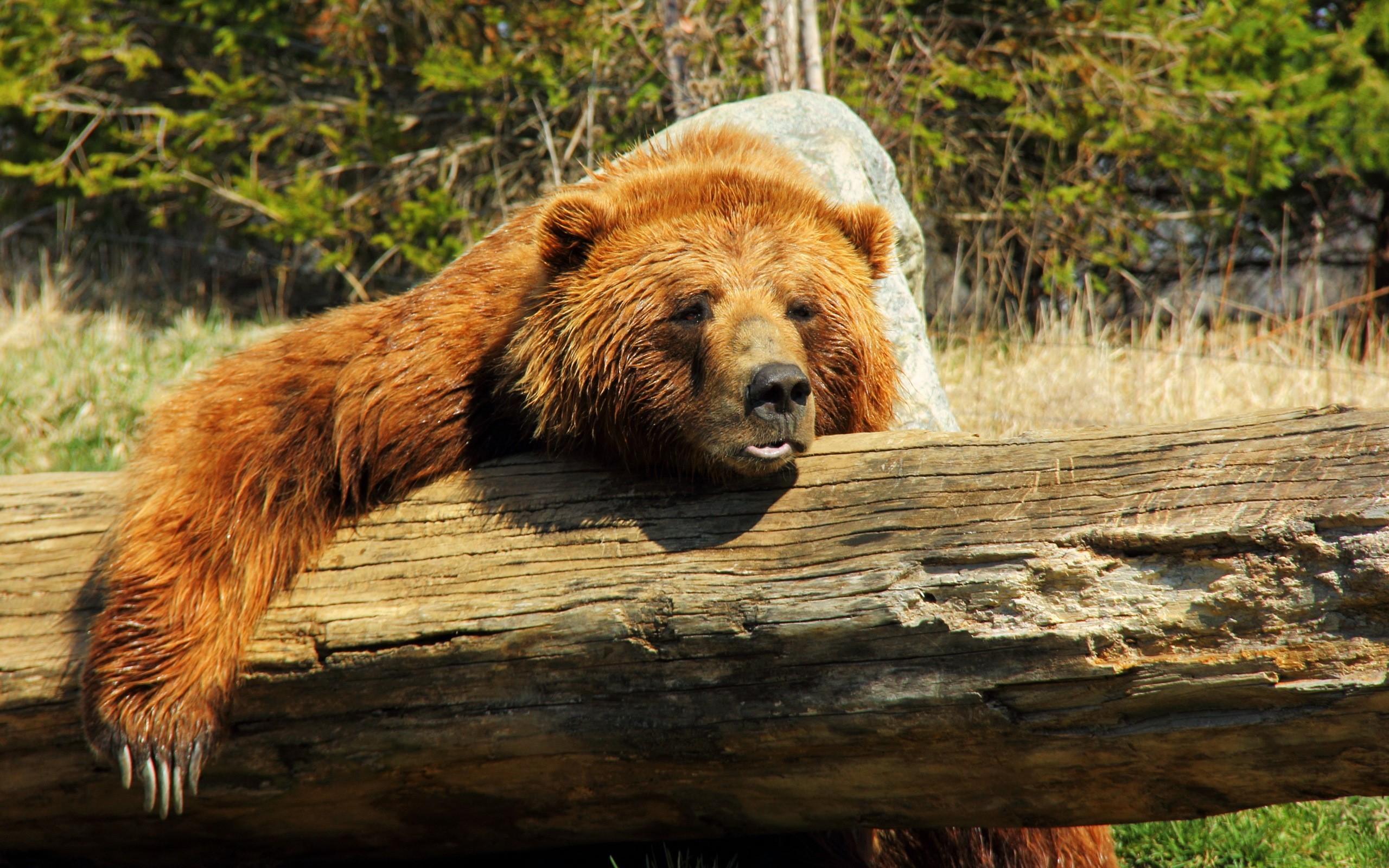 Brown bear resting on a log HD Wallpaper