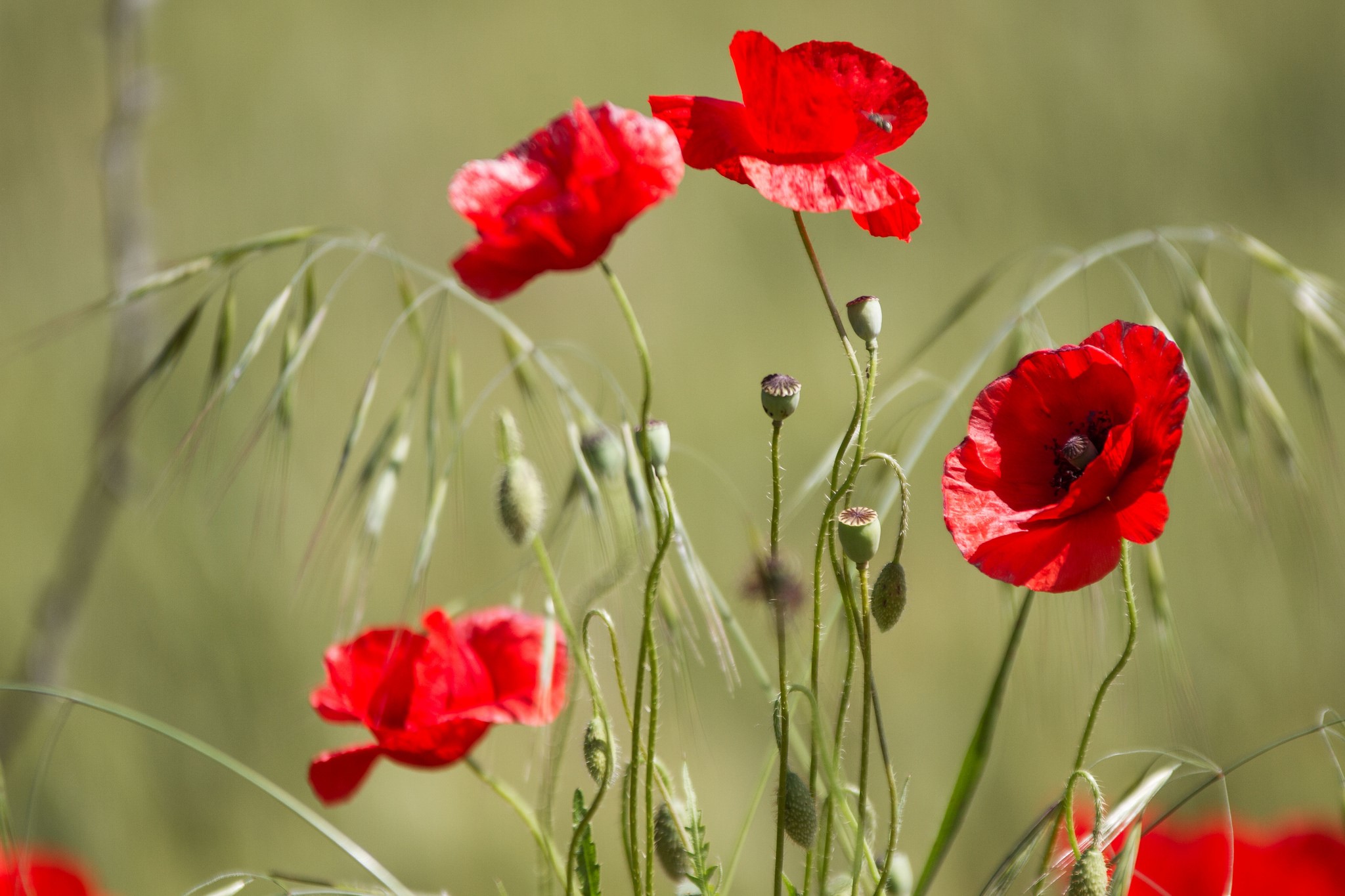 Red Poppies and Green Stalks in a Field HD Wallpaper