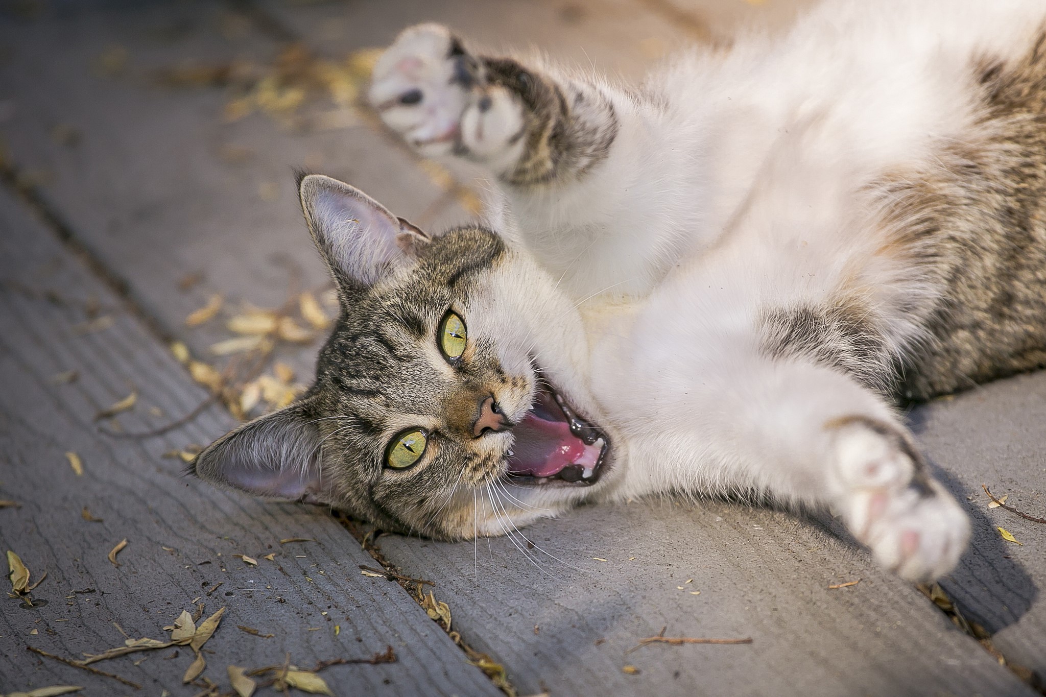 Tabby cat lying on wooden planks HD Wallpaper