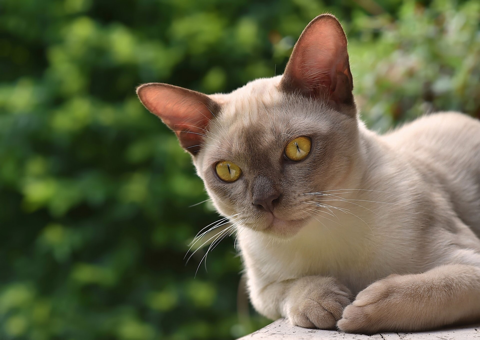 Burmese cat with yellow eyes looking sideways HD Wallpaper