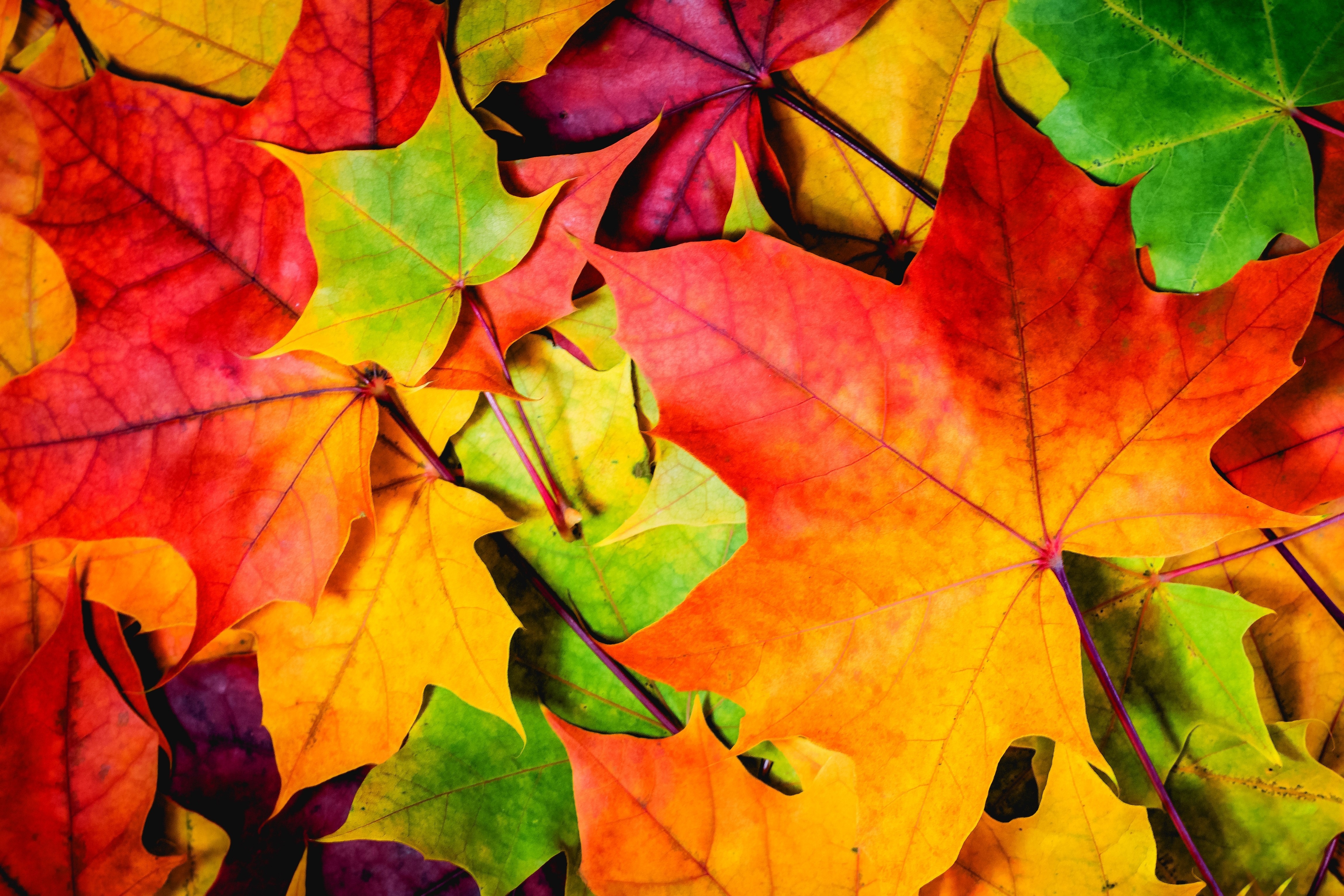 4K Autumn Closeup Foliage HD Wallpaper