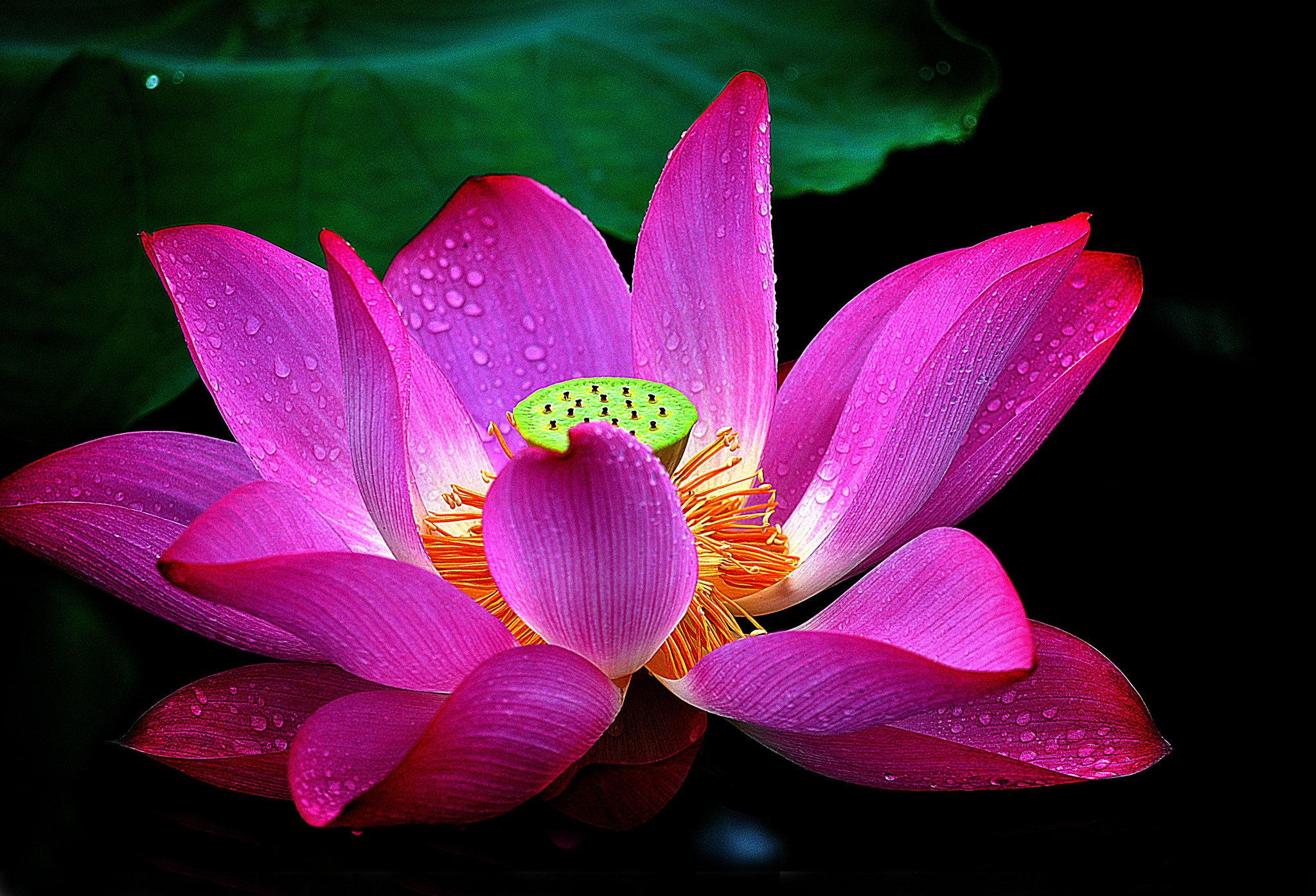  776763 Lotus Flower Closeup Rare Gallery HD Wallpapers