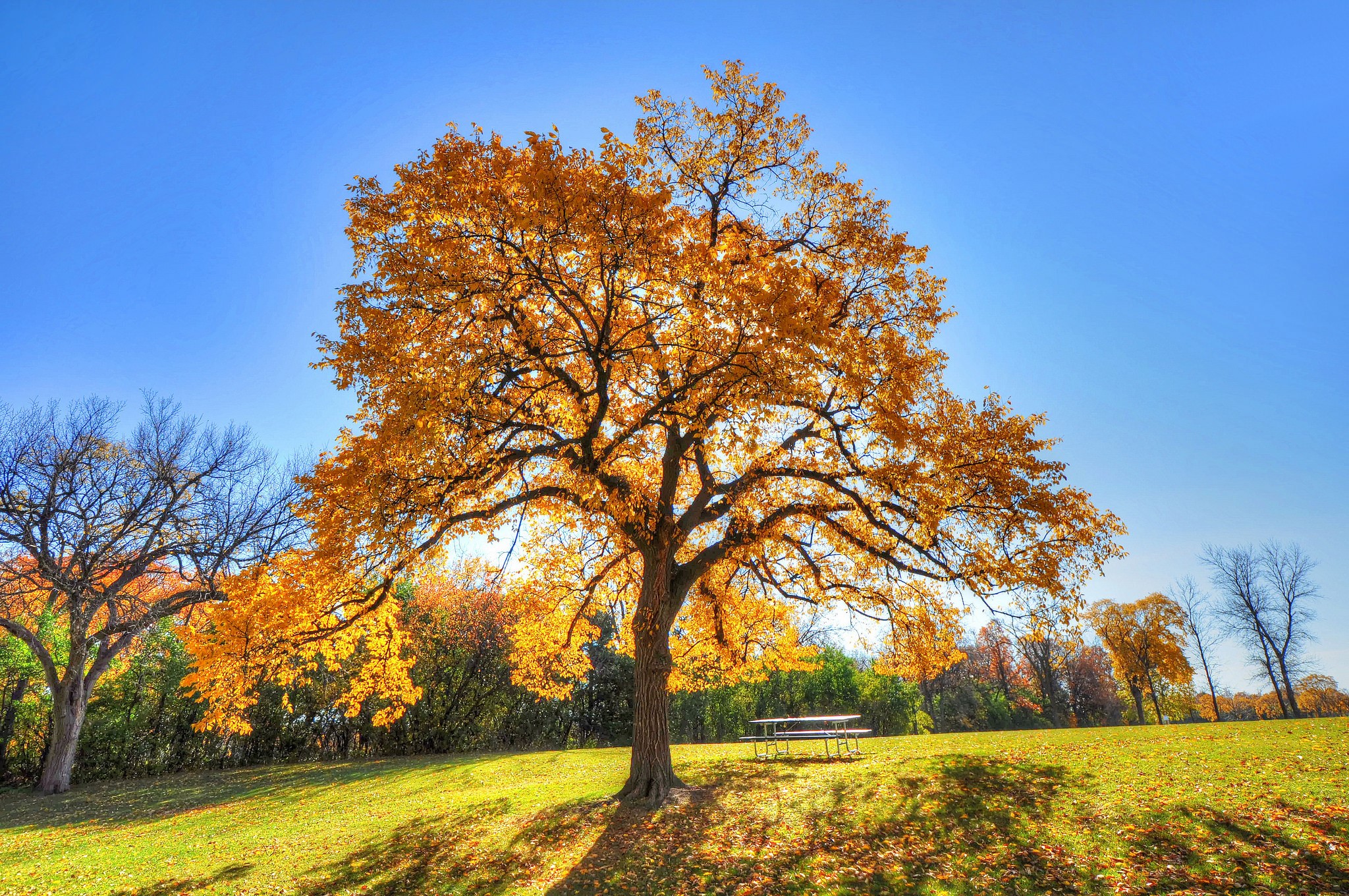 Autumn park with a large tree and picnic table HD Wallpaper