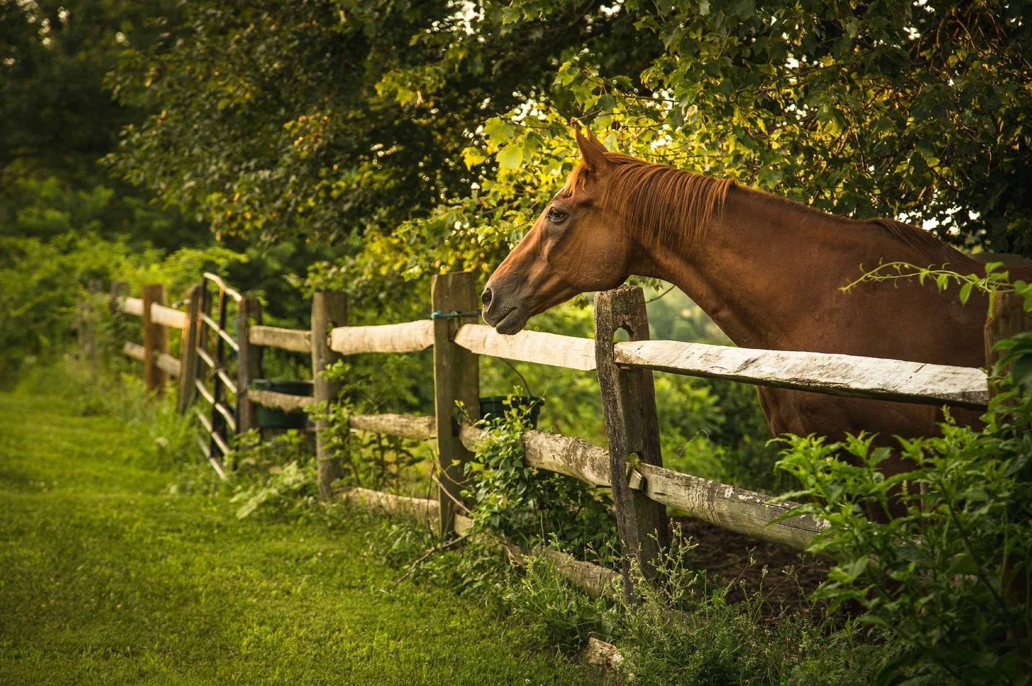 Brown horse behind a wooden fence in a grassy field HD Wallpaper
