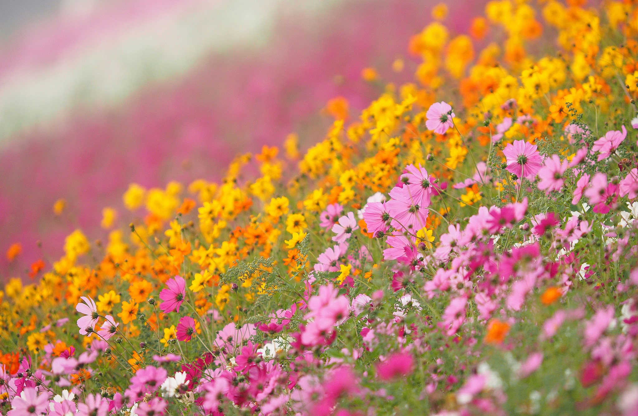 Field of colorful cosmos flowers in bloom HD Wallpaper