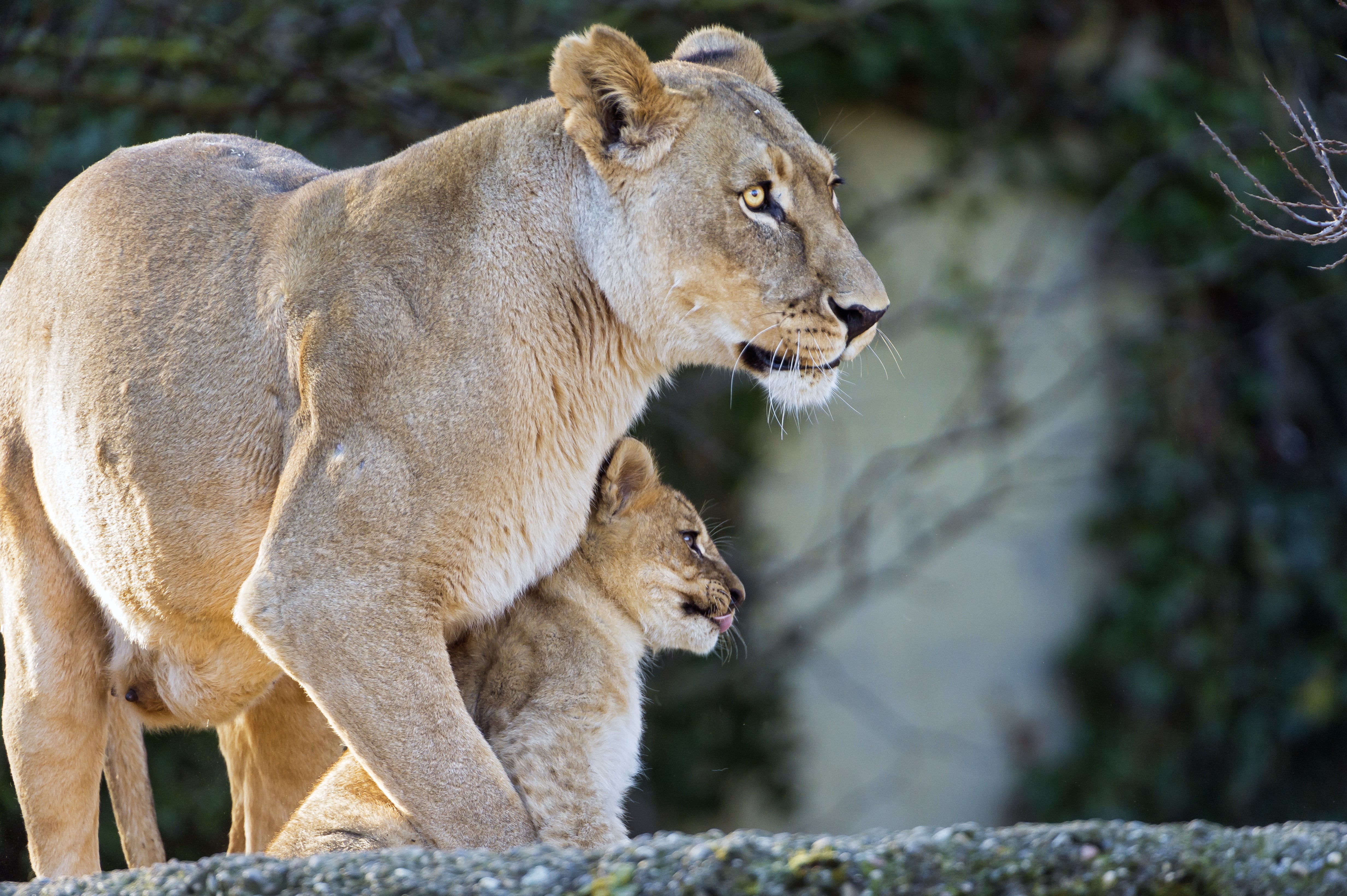 Lioness and cub in natural habitat HD Wallpaper
