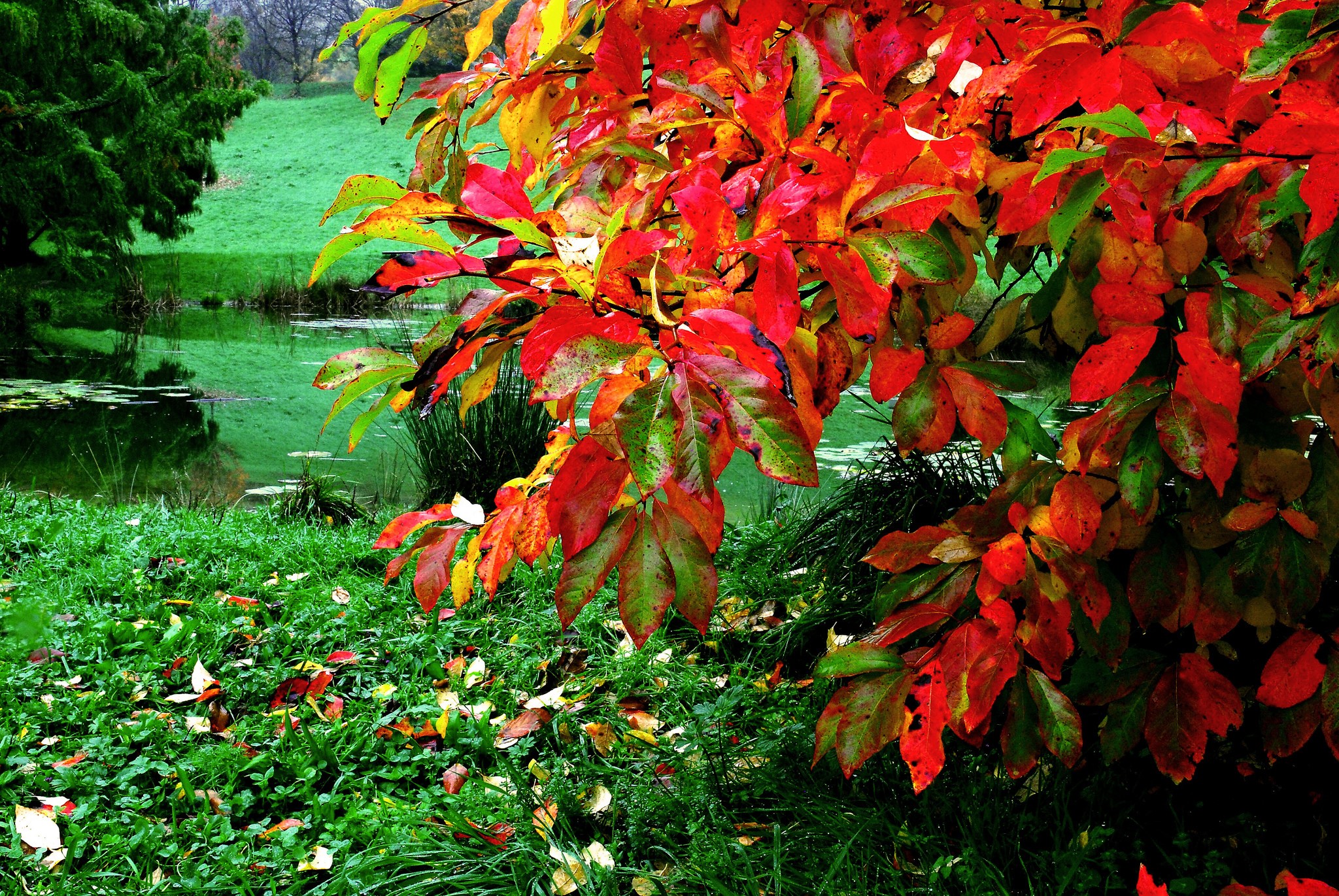 Autumn leaves by a pond with green grass HD Wallpaper