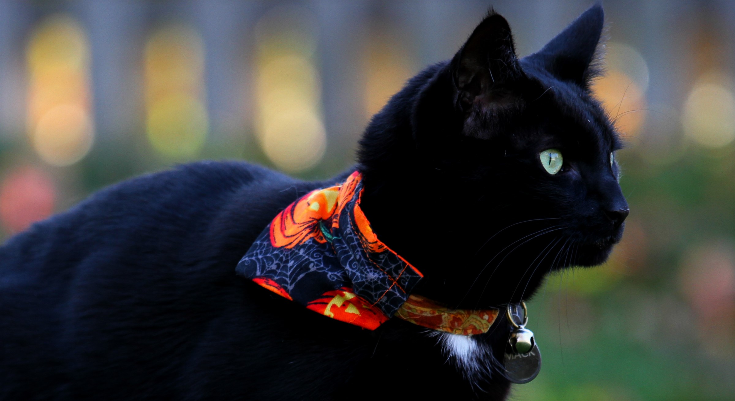 Black cat with Halloween bandana and bell HD Wallpaper