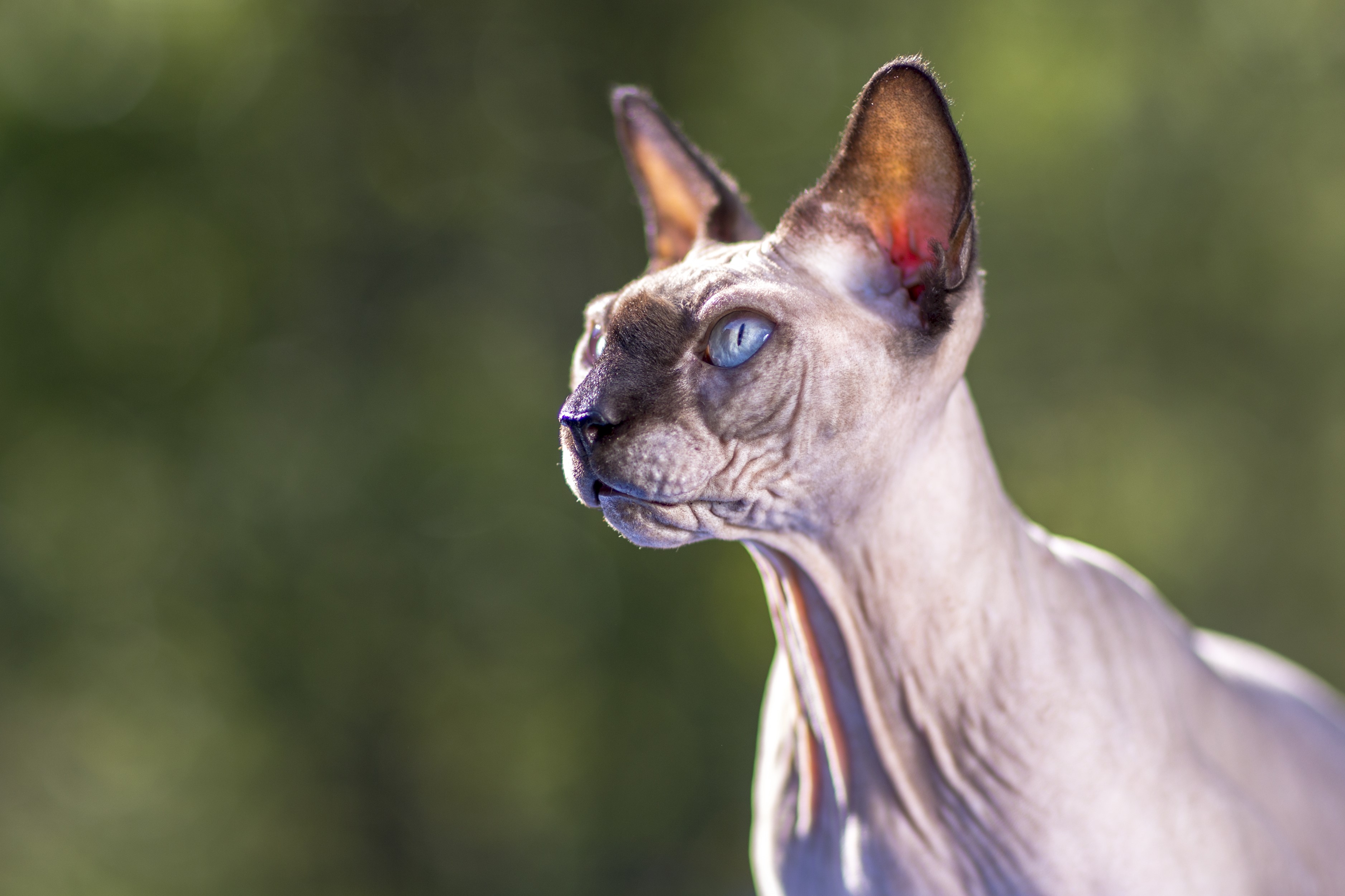 Sphynx cat with blue eyes looking to the left HD Wallpaper