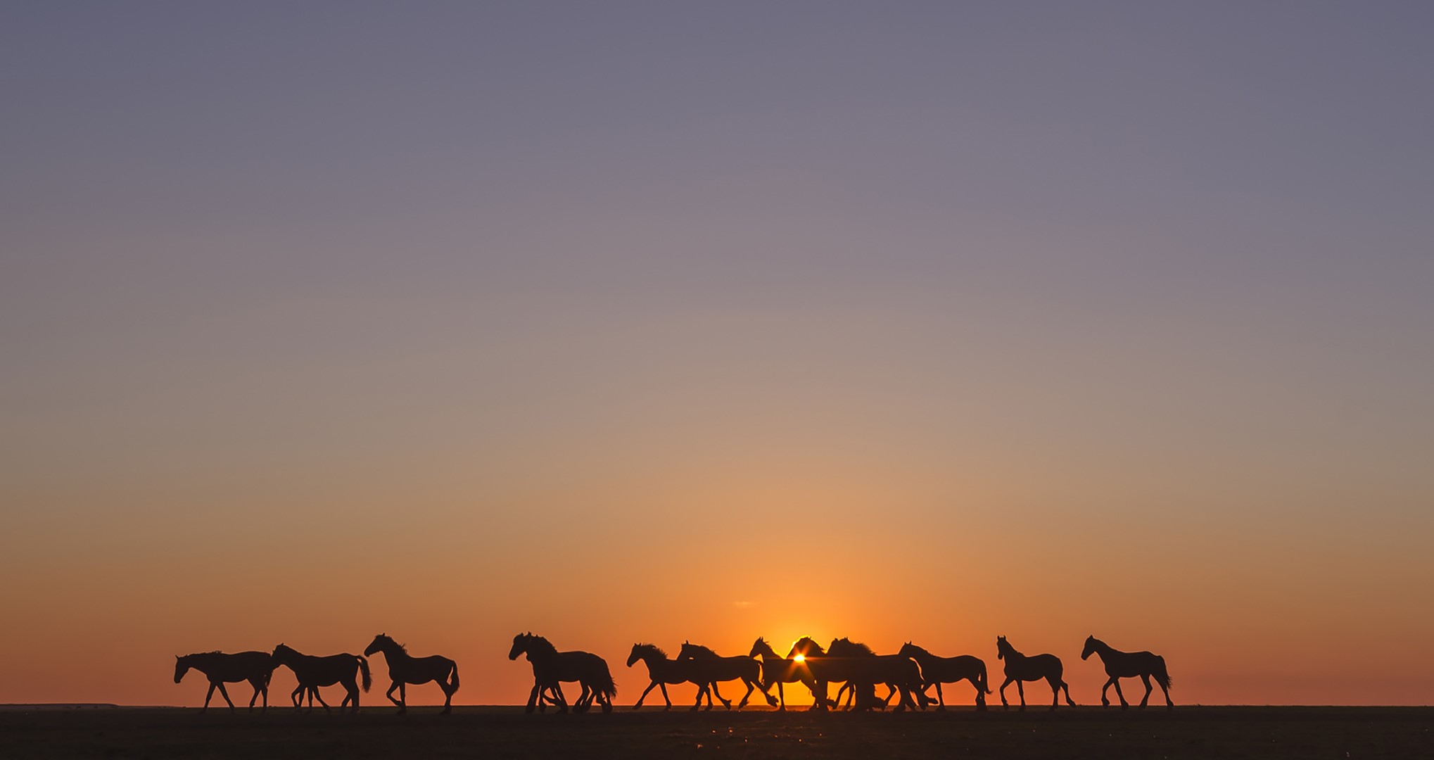 Horses silhouetted against a sunset sky HD Wallpaper