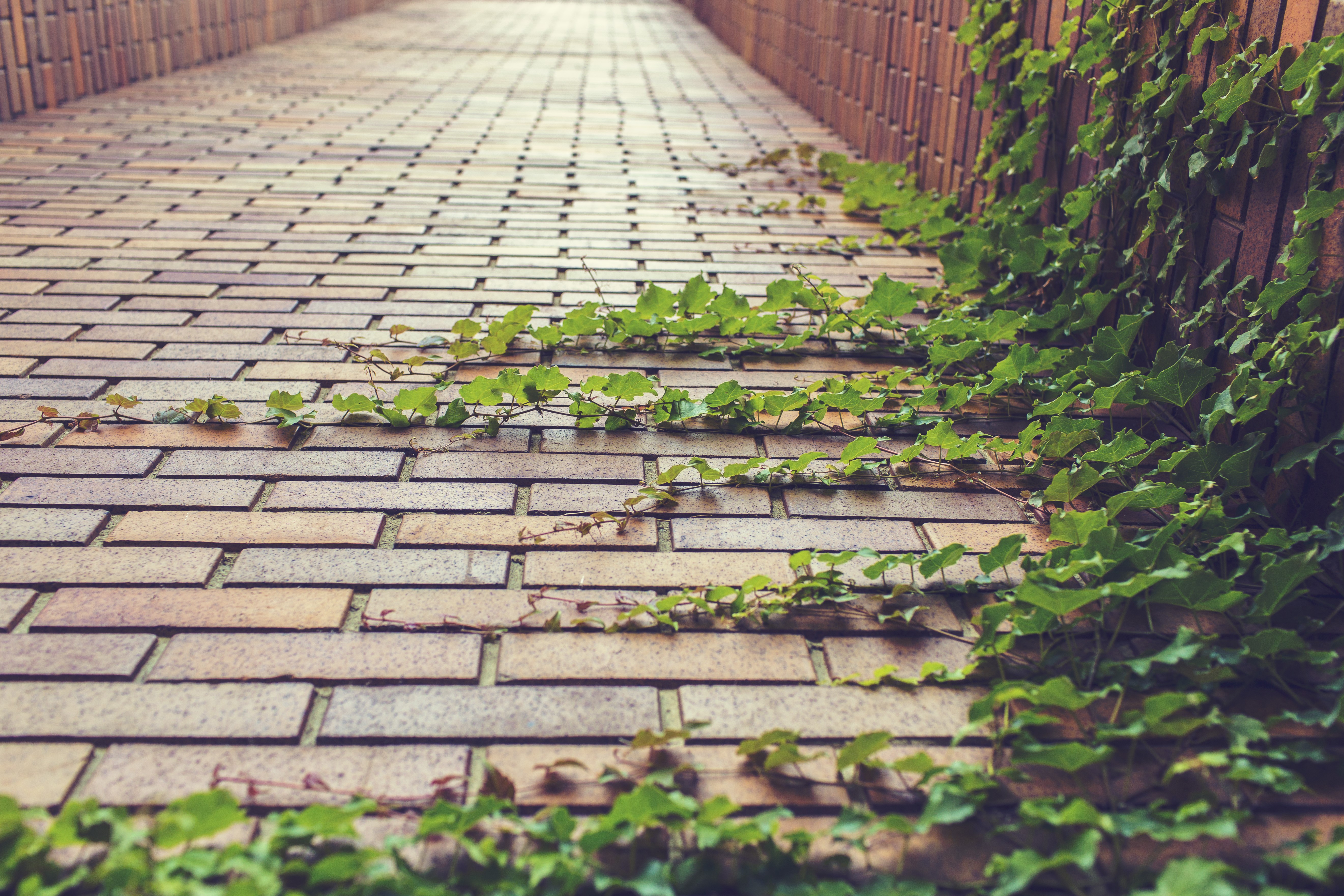 Brick wall with ivy HD Wallpaper
