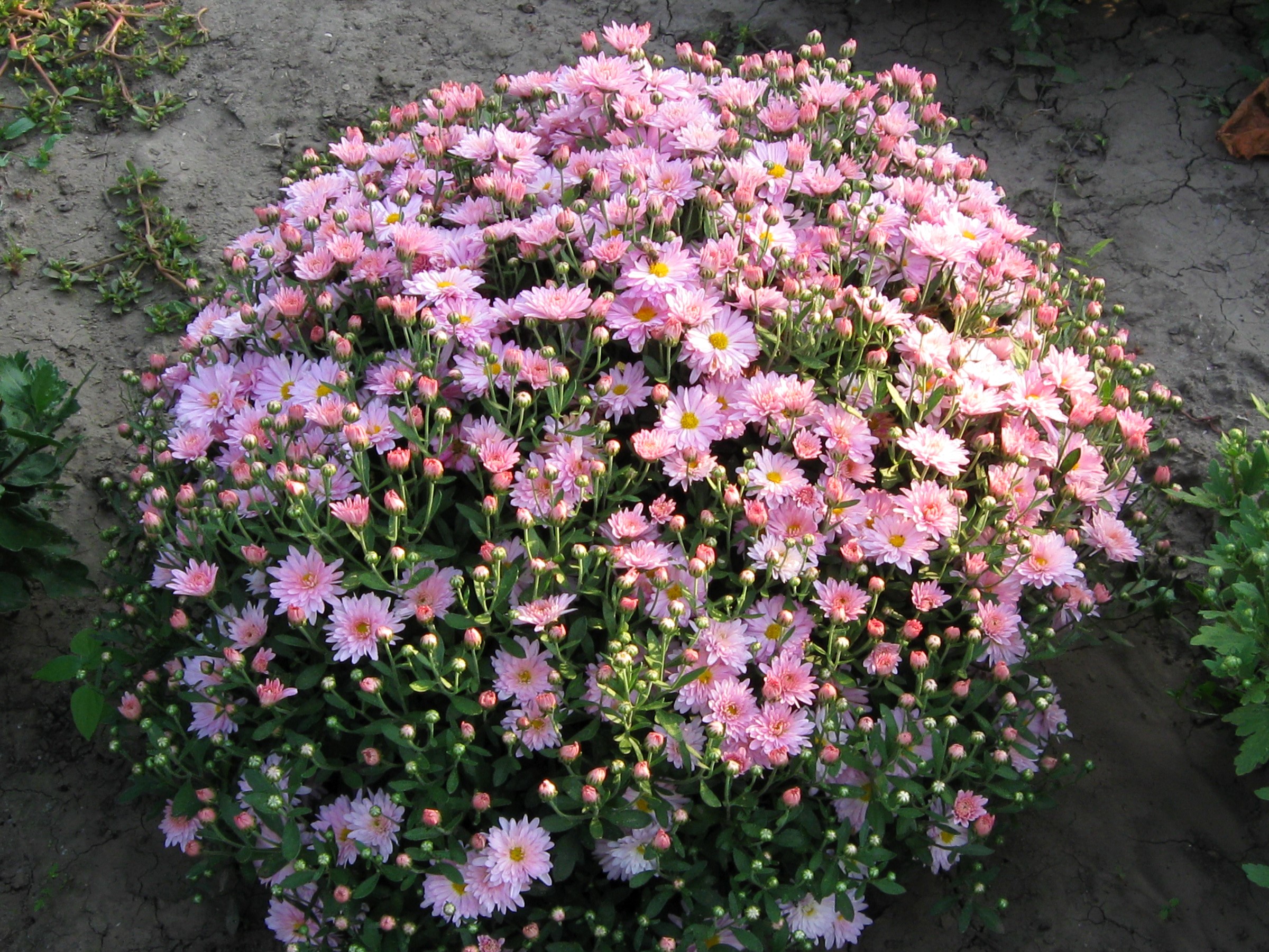 A bush of pink chrysanthemums in bloom HD Wallpaper