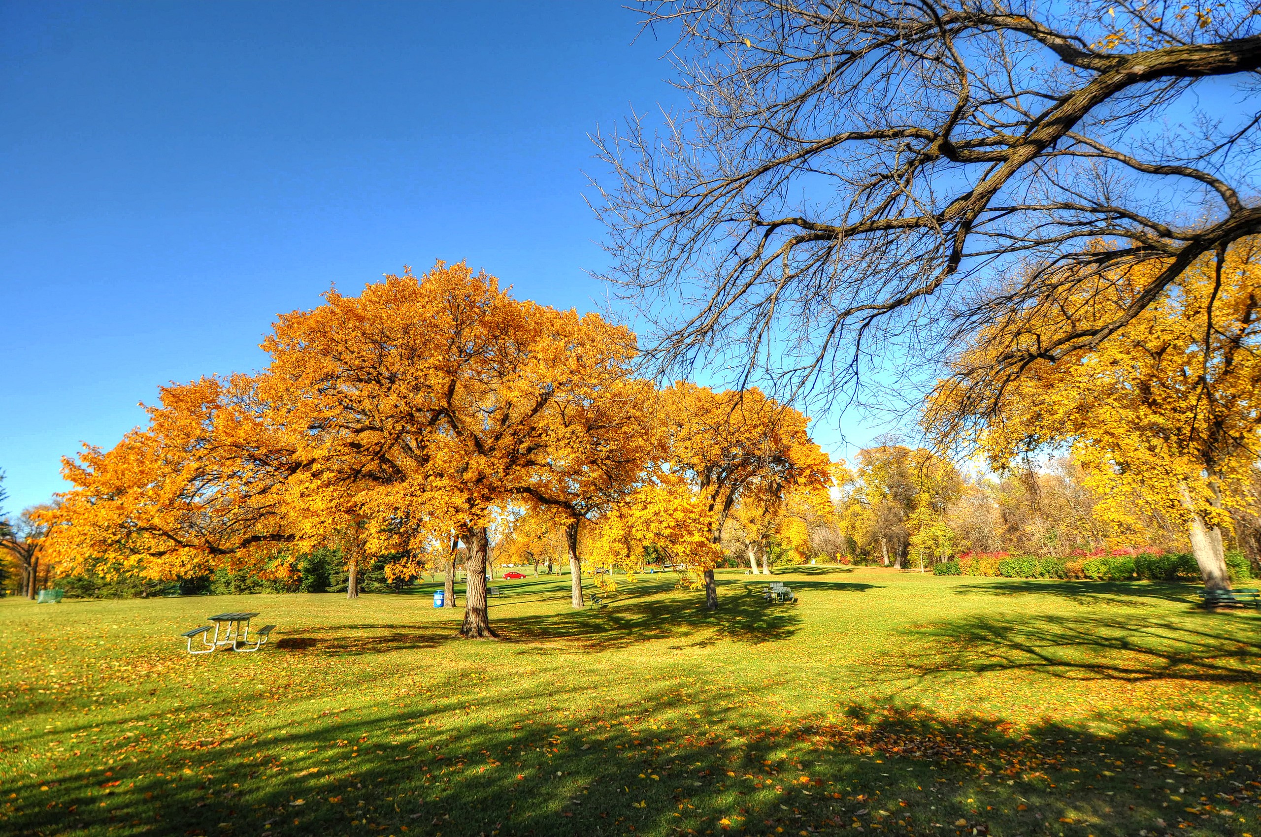Autumn park with golden trees and picnic tables HD Wallpaper