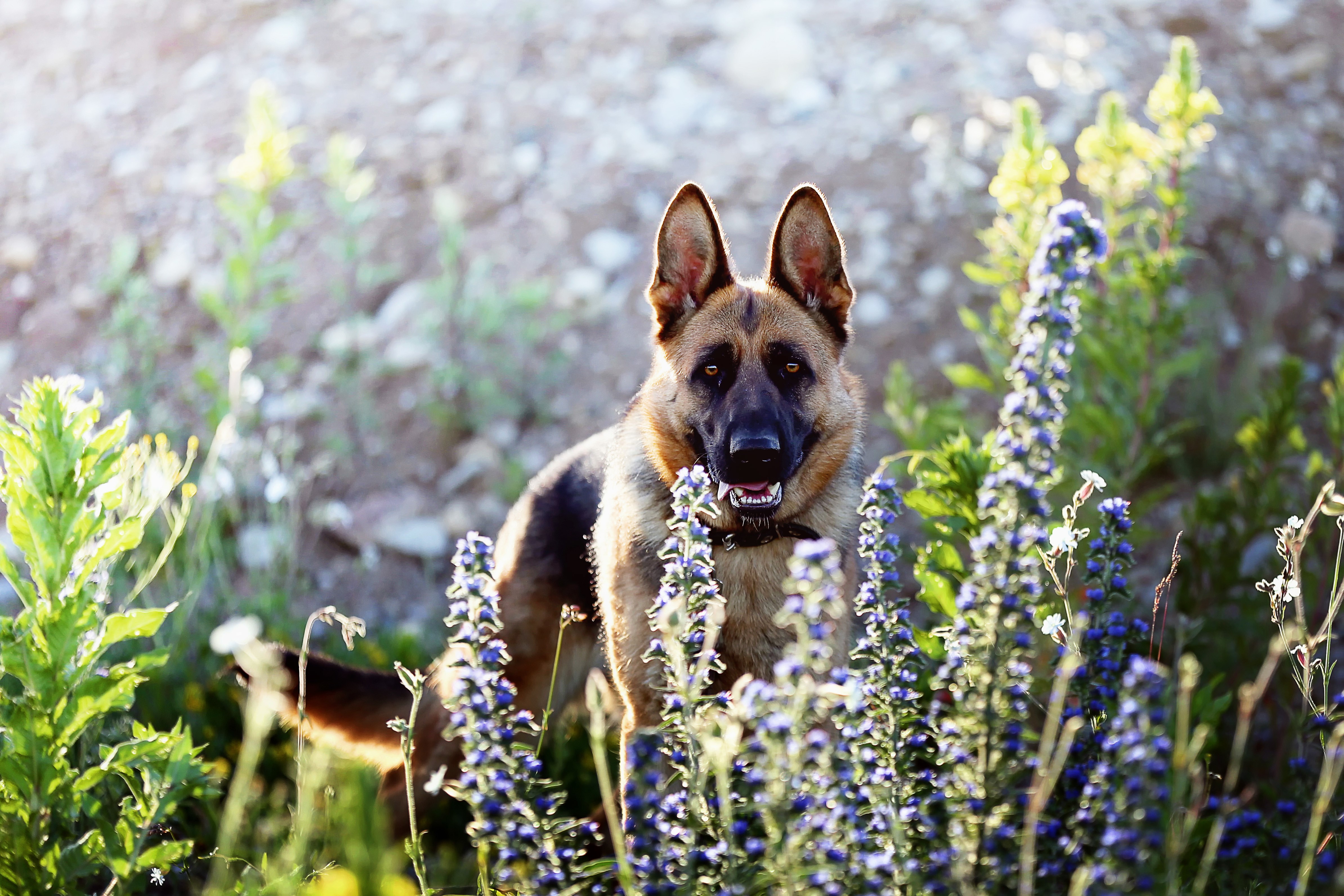 German Shepherd Dog in Flowers HD Wallpaper