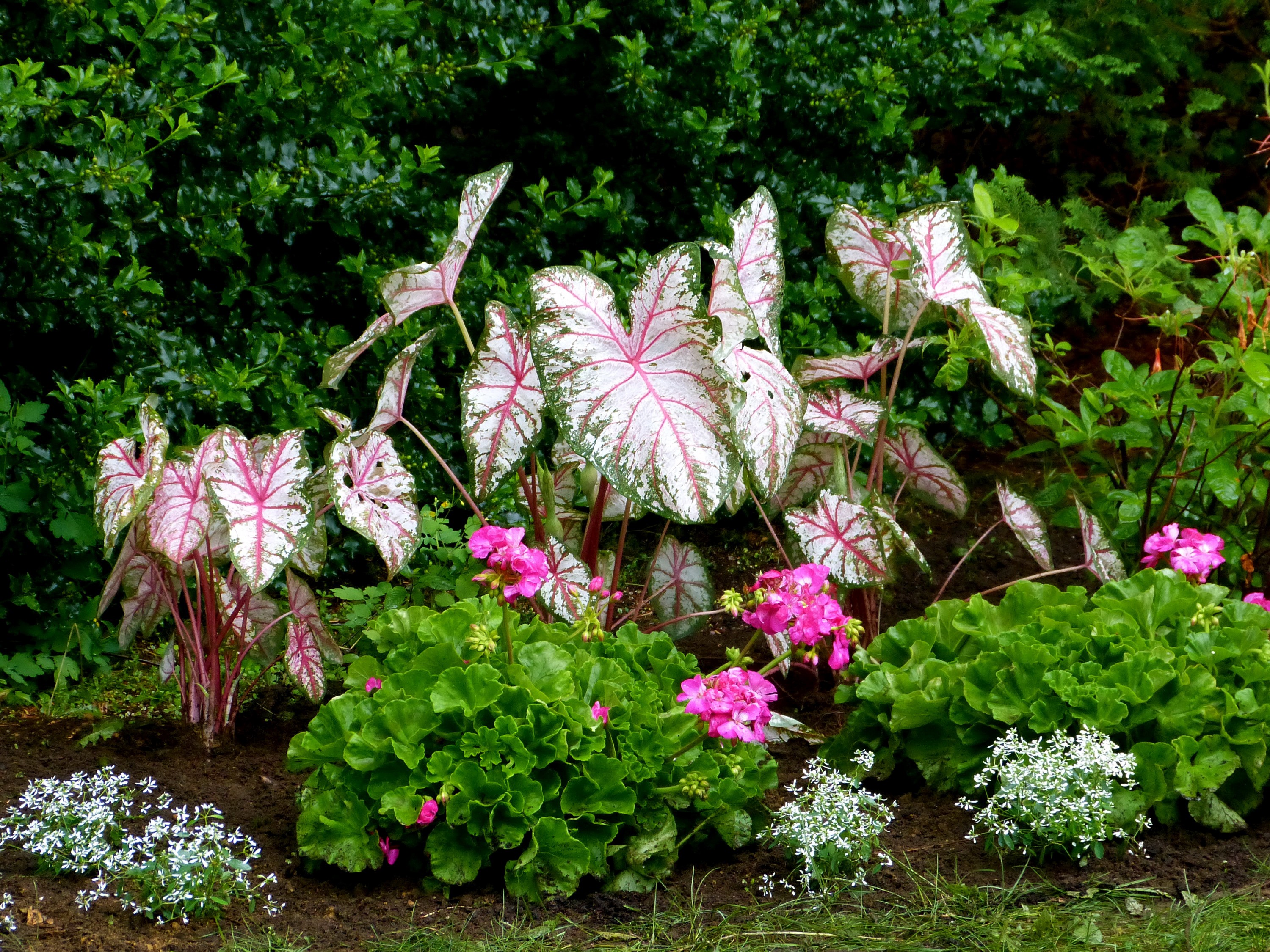 Caladium plants with pink and white leaves in a garden HD Wallpaper