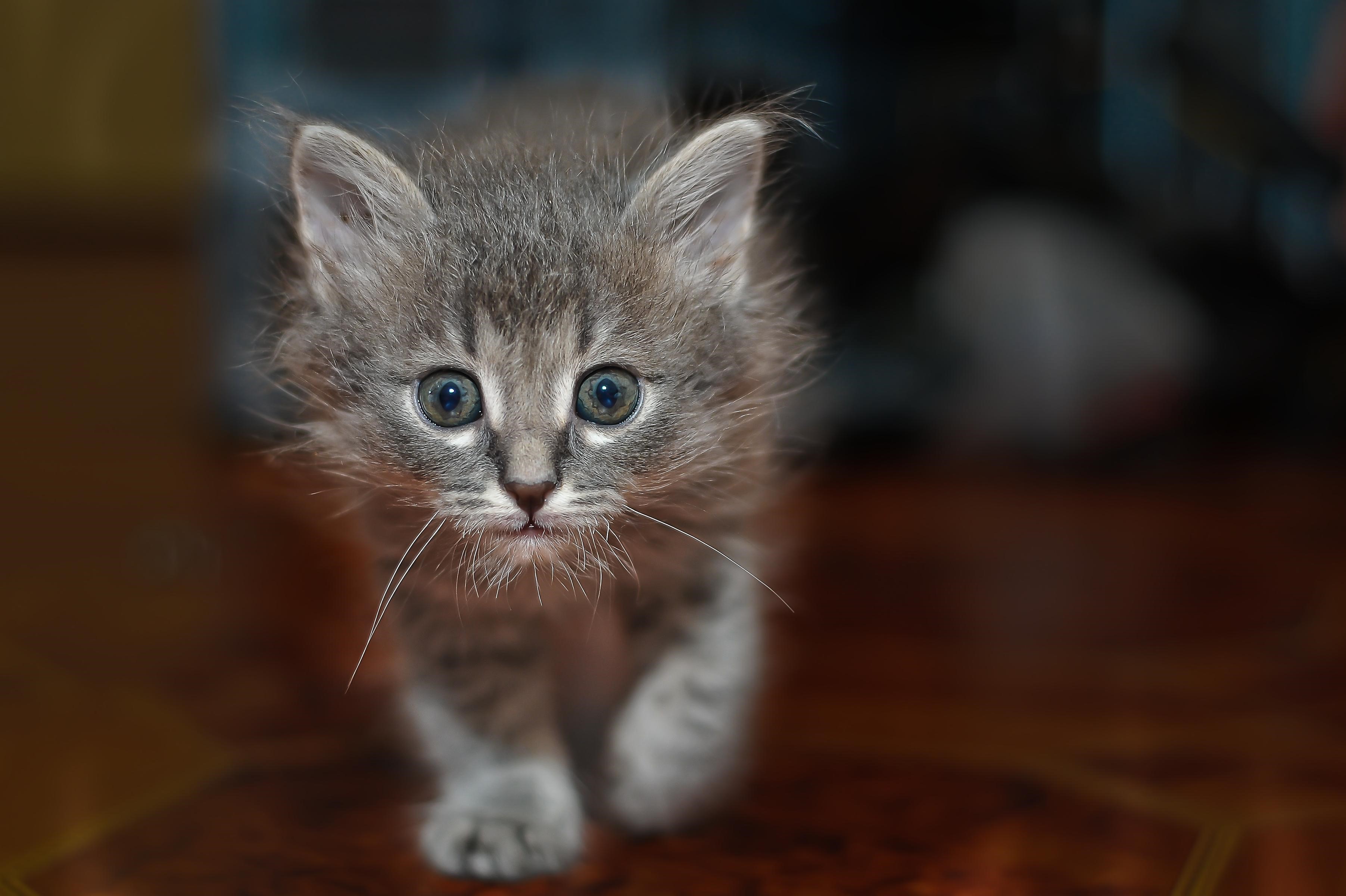A fluffy grey kitten walks forward HD Wallpaper
