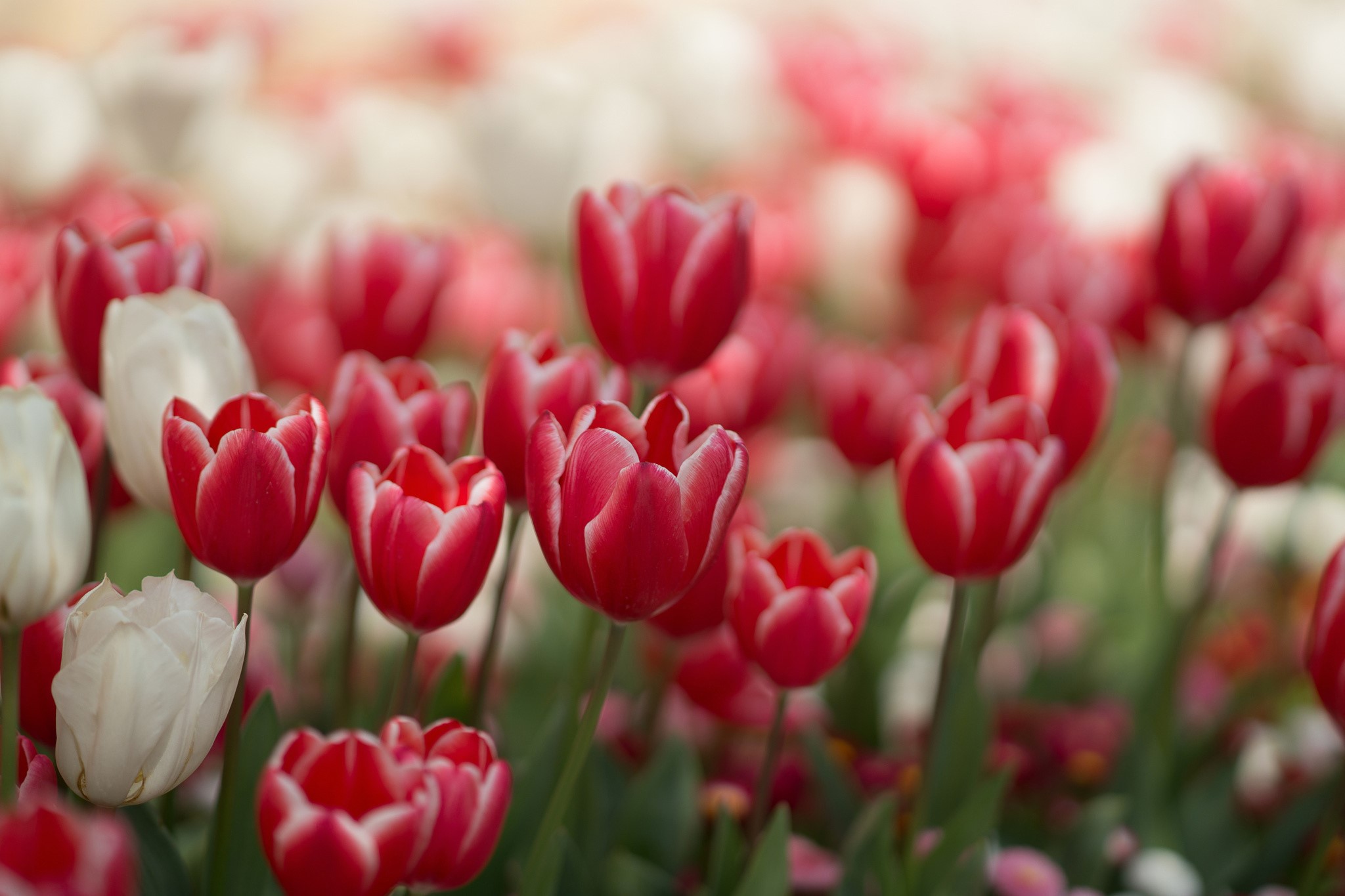 Field of Red and White Tulips HD Wallpaper