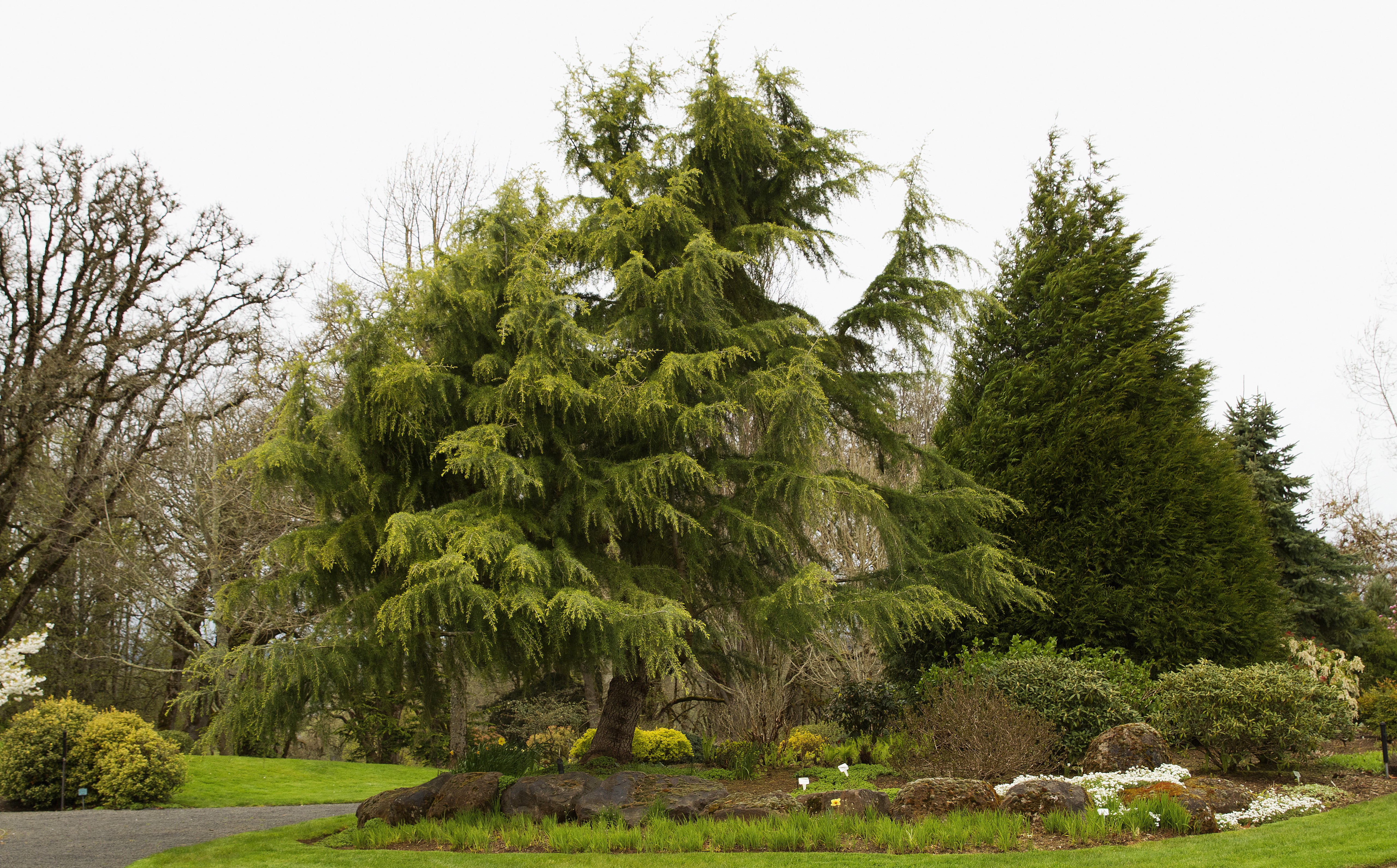 Oregon Gardens Silverton USA Spruce and Trees HD Wallpaper