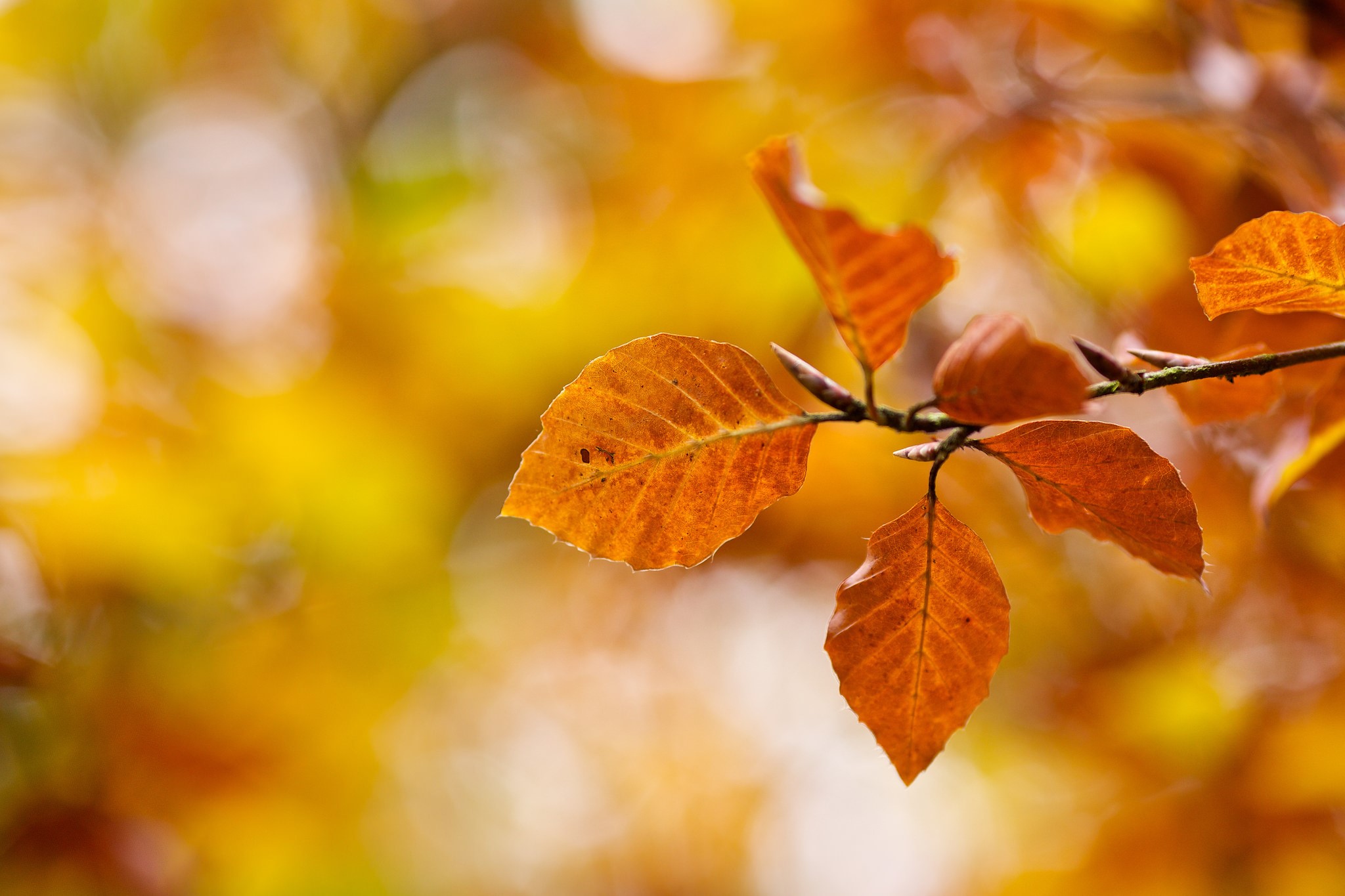 Autumn leaves on a branch with blurred background HD Wallpaper