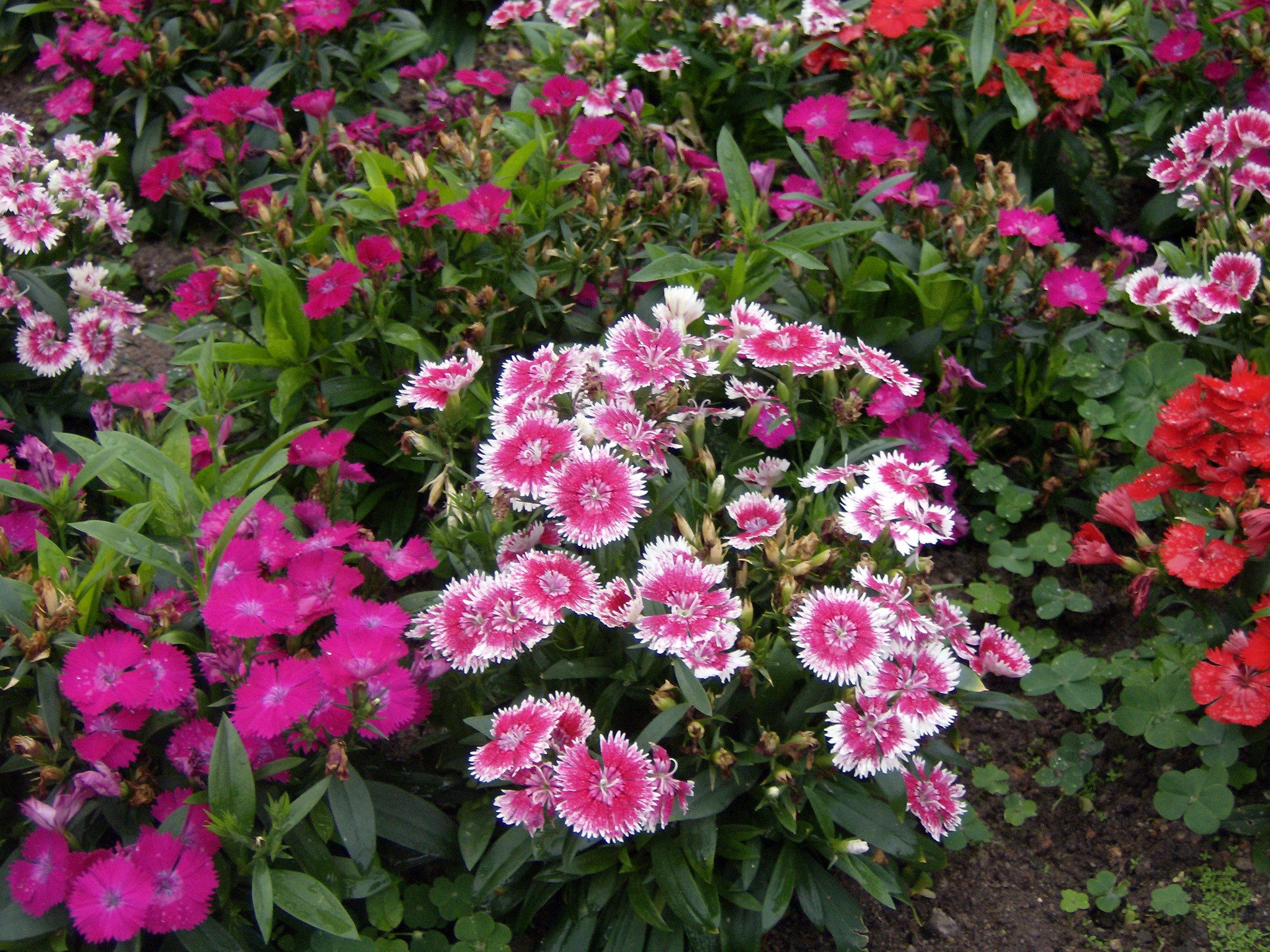 Dianthus flowers in various colors HD Wallpaper