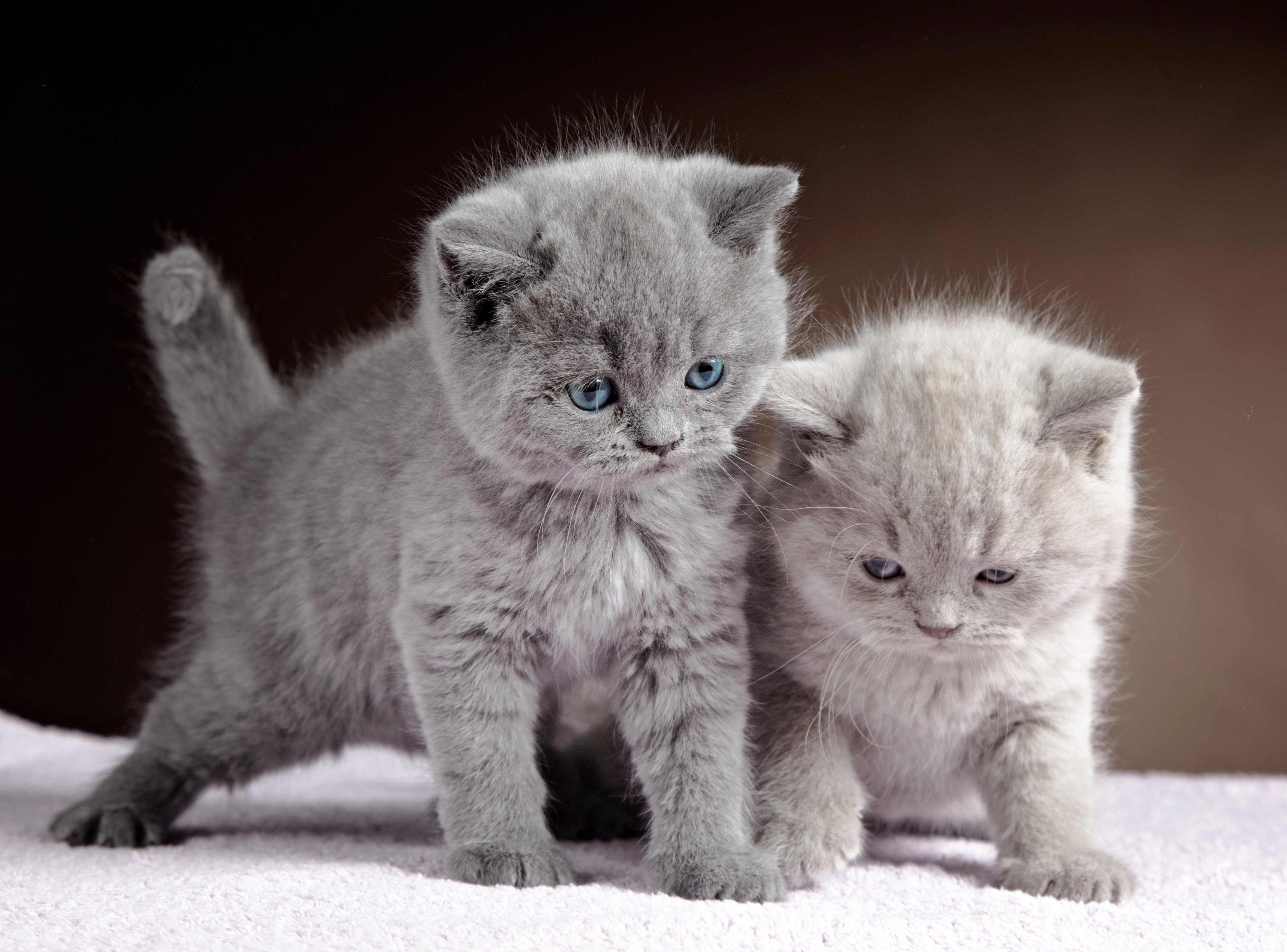 Two Grey Kittens HD Wallpaper