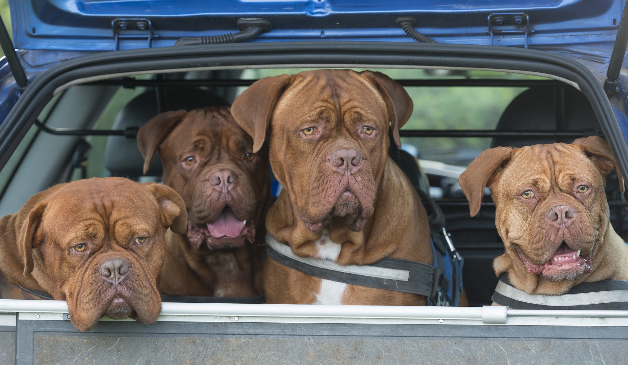 Four Dogue de Bordeaux dogs in a car HD Wallpaper