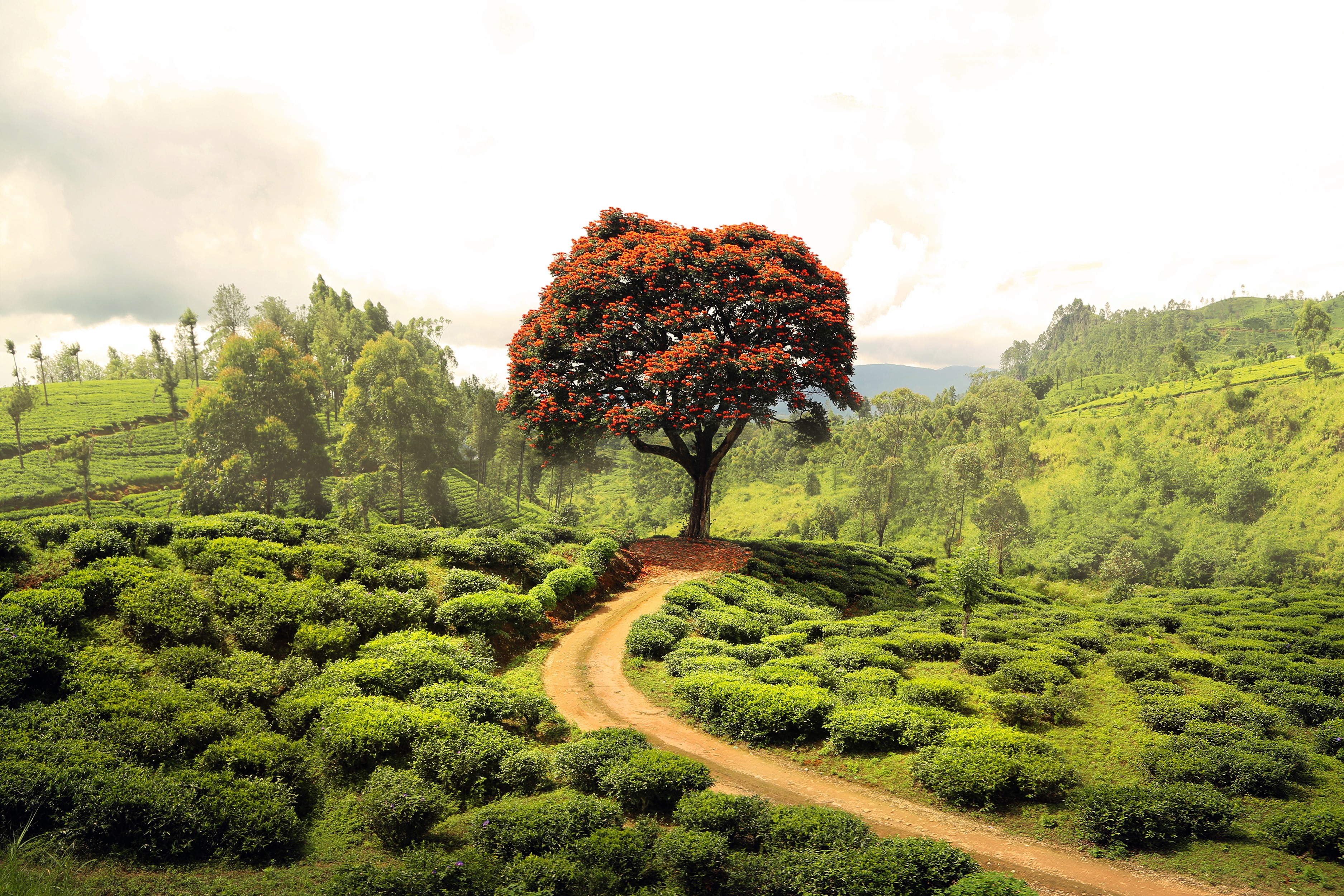 Tree with red flowers on a hill with tea plantations HD Wallpaper