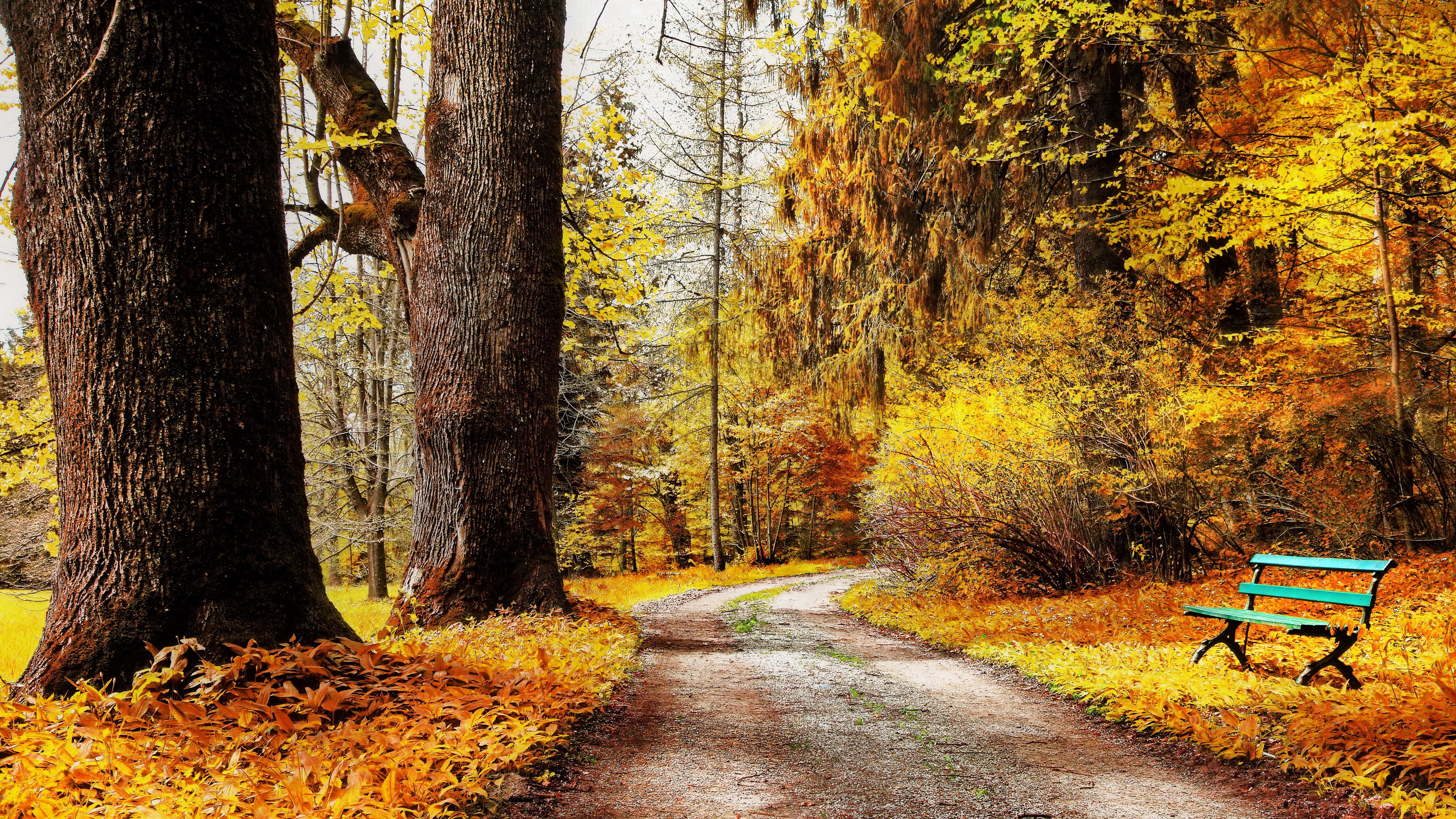 Autumn park path with trees and bench HD Wallpaper