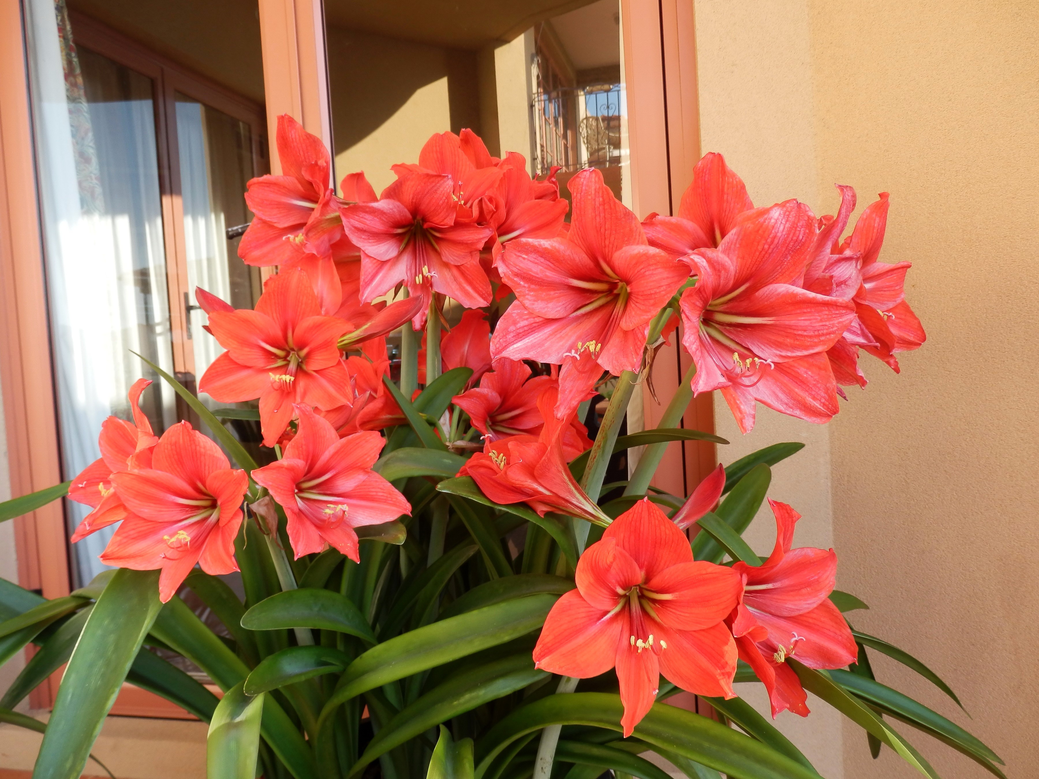 Red Amaryllis flowers in a pot HD Wallpaper