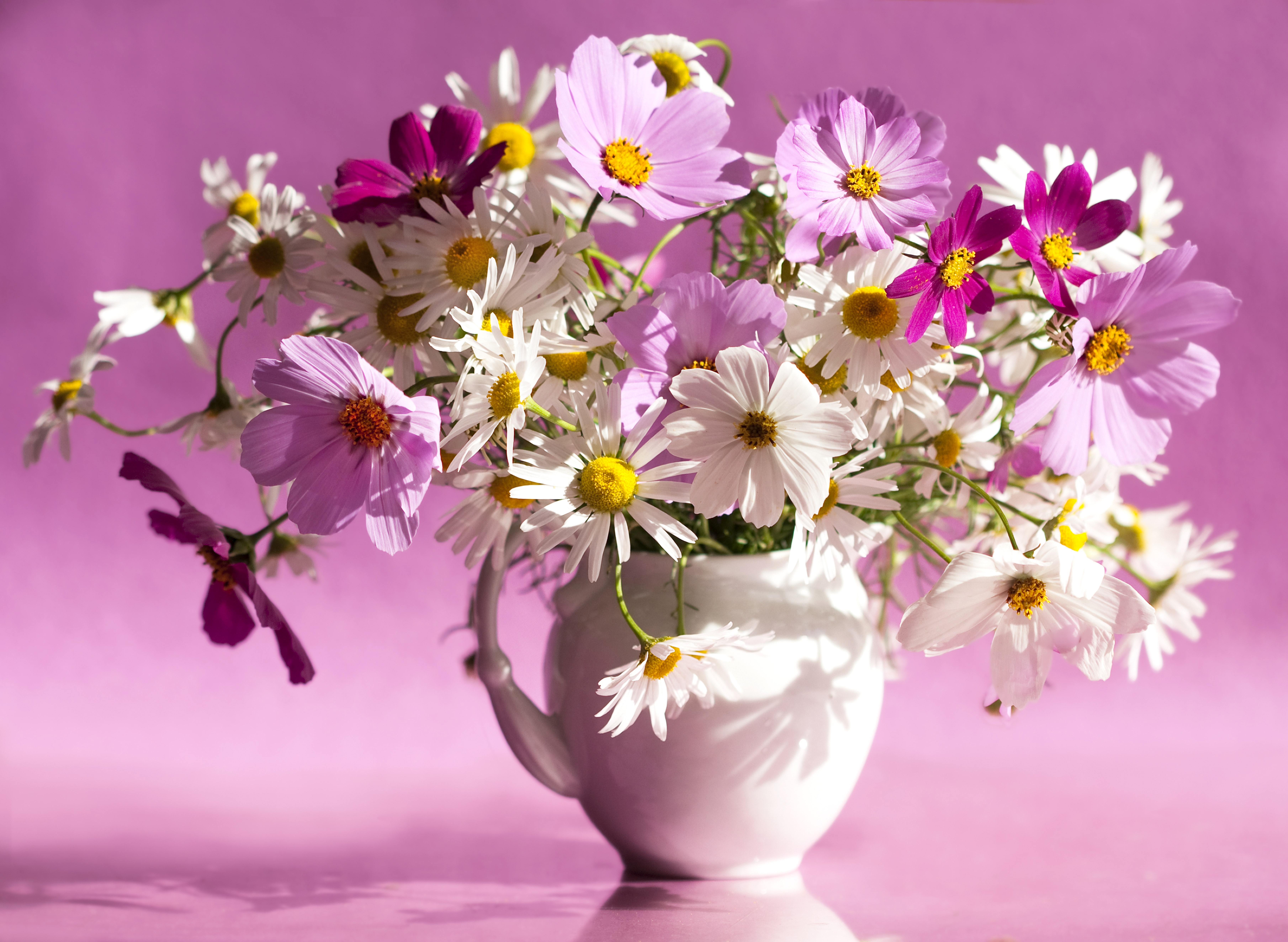 Bouquet of Cosmos and Daisies in a White Vase HD Wallpaper
