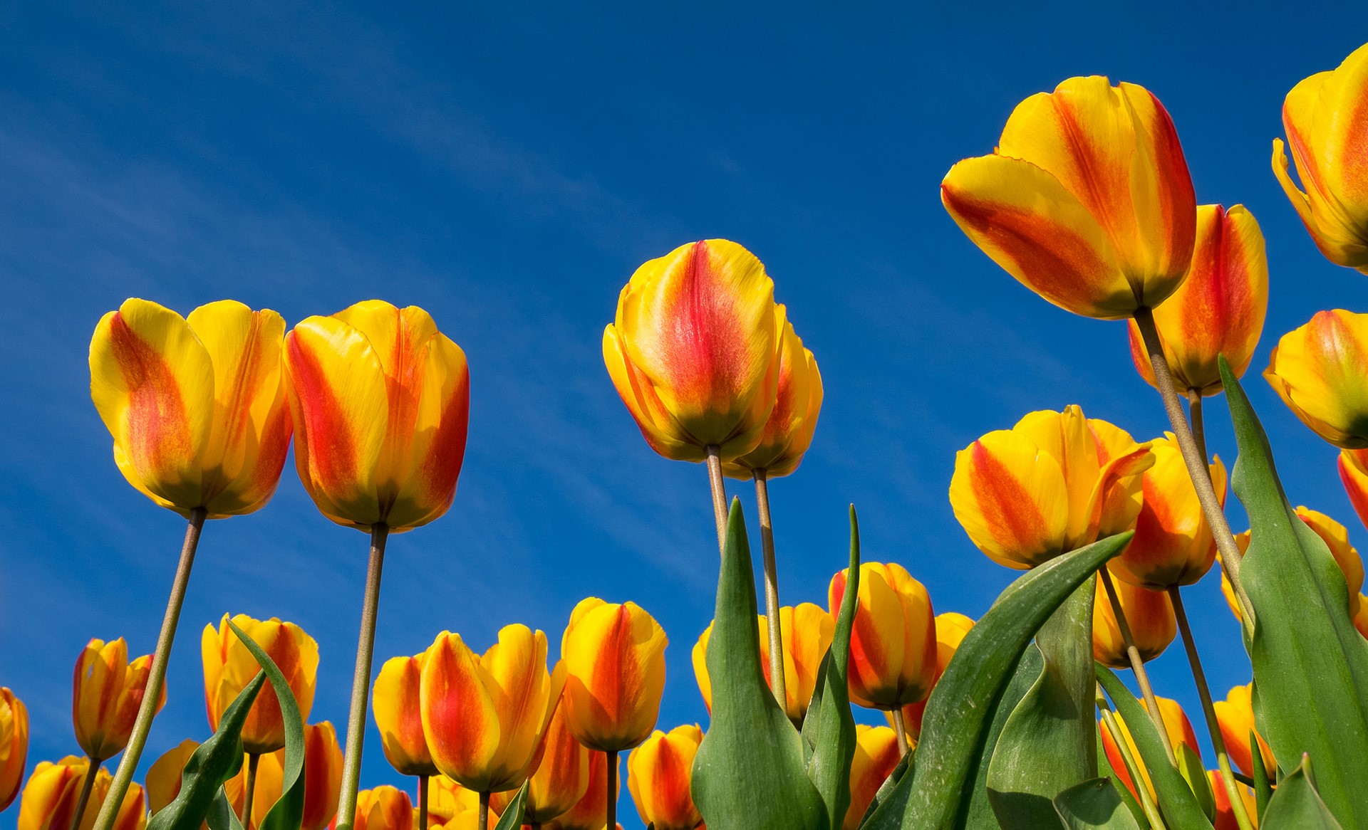 Yellow and red tulips against a blue sky HD Wallpaper