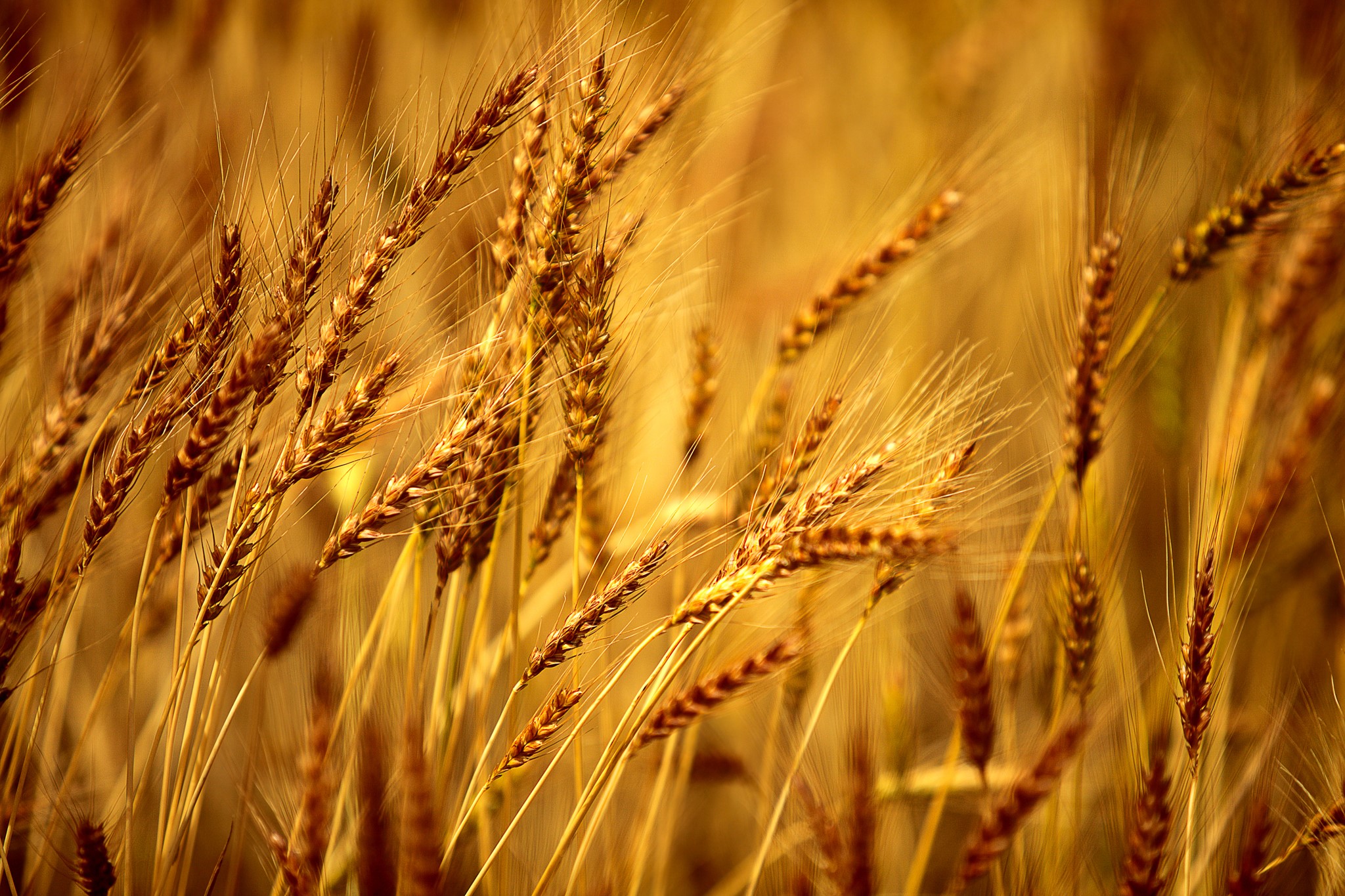 Close-up of golden wheat ears in a field HD Wallpaper