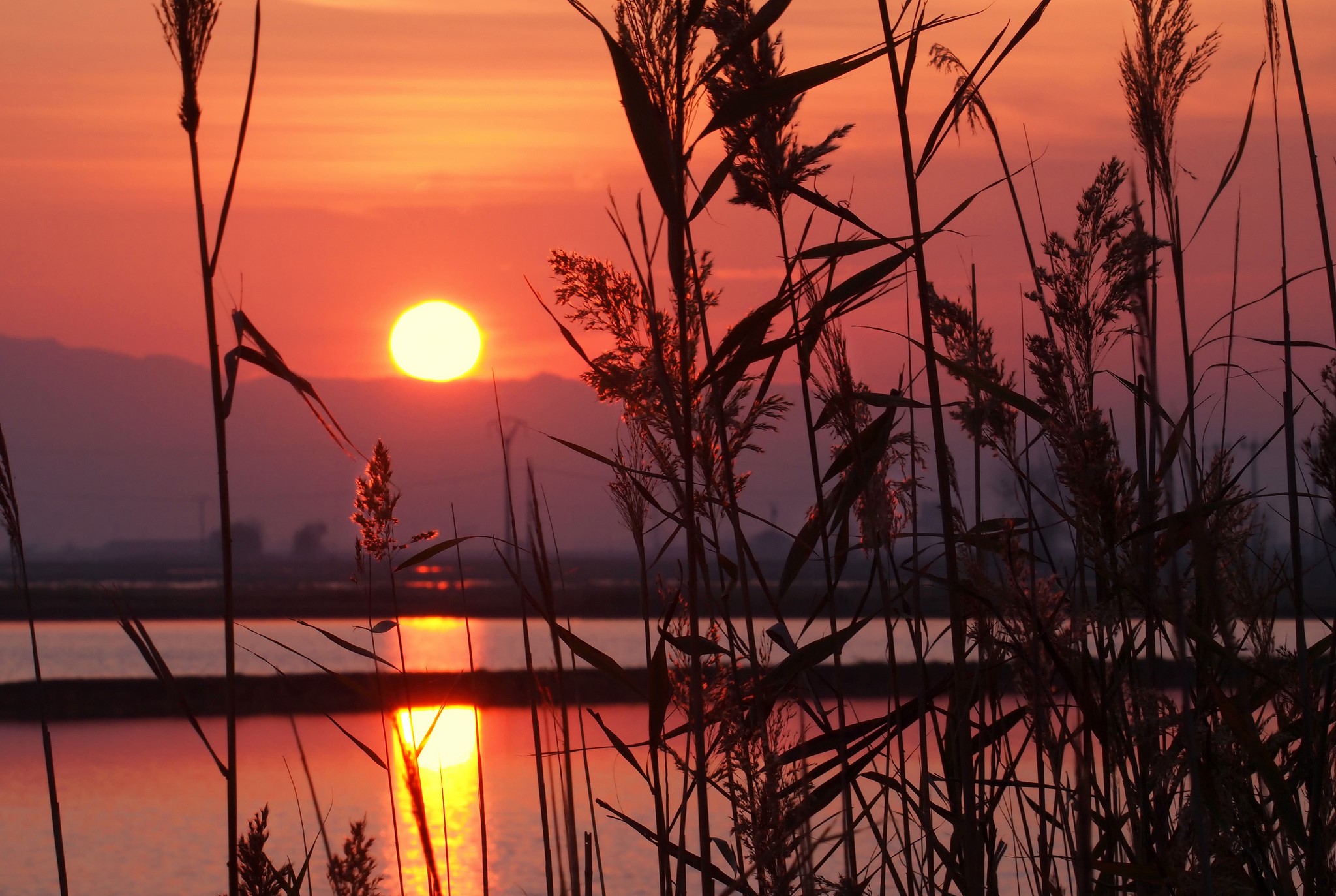 Sunset over water with reeds in foreground HD Wallpaper