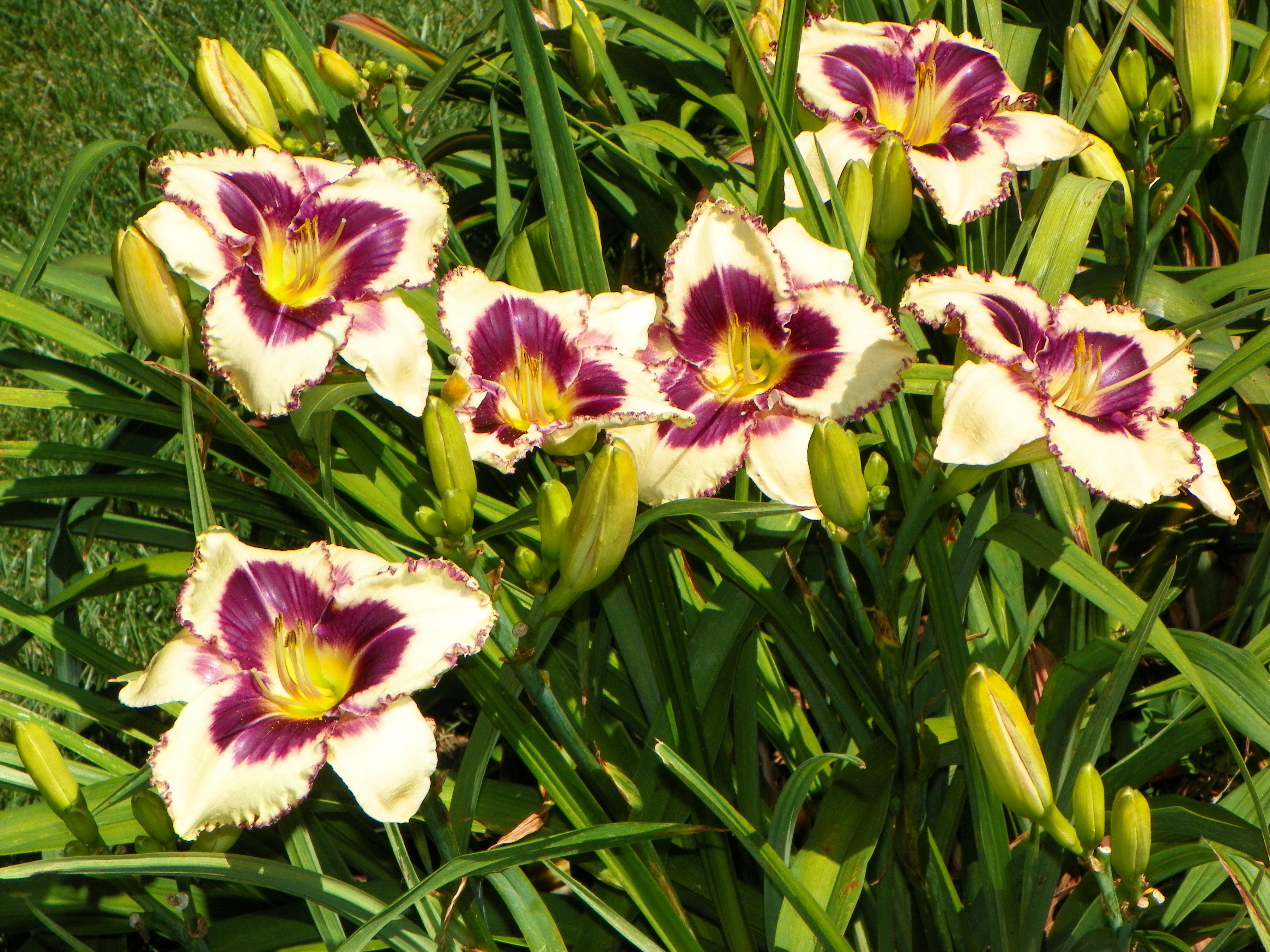 Daylilies with purple and yellow centers HD Wallpaper