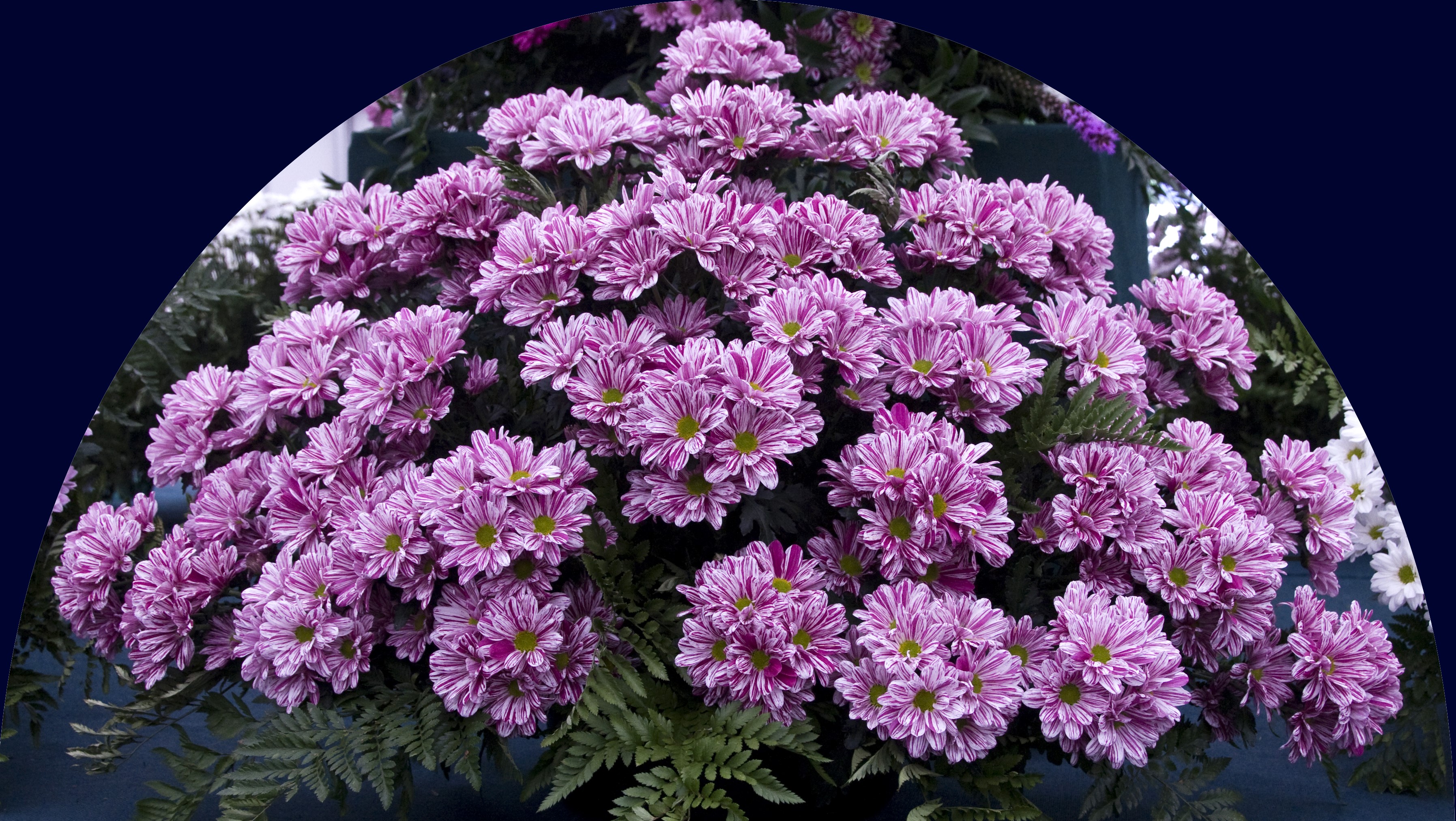 Bouquet of purple and white striped chrysanthemums HD Wallpaper