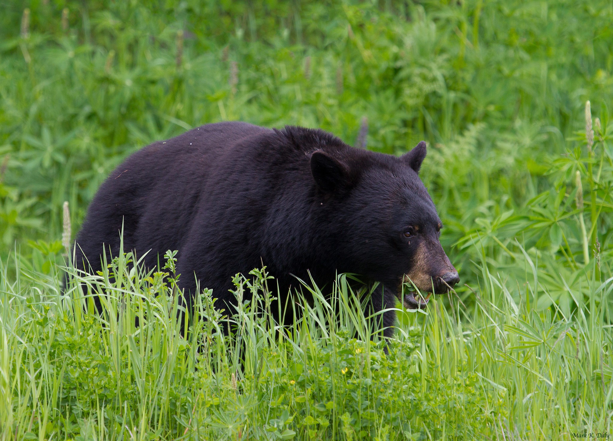 Black bear foraging in tall green grass HD Wallpaper