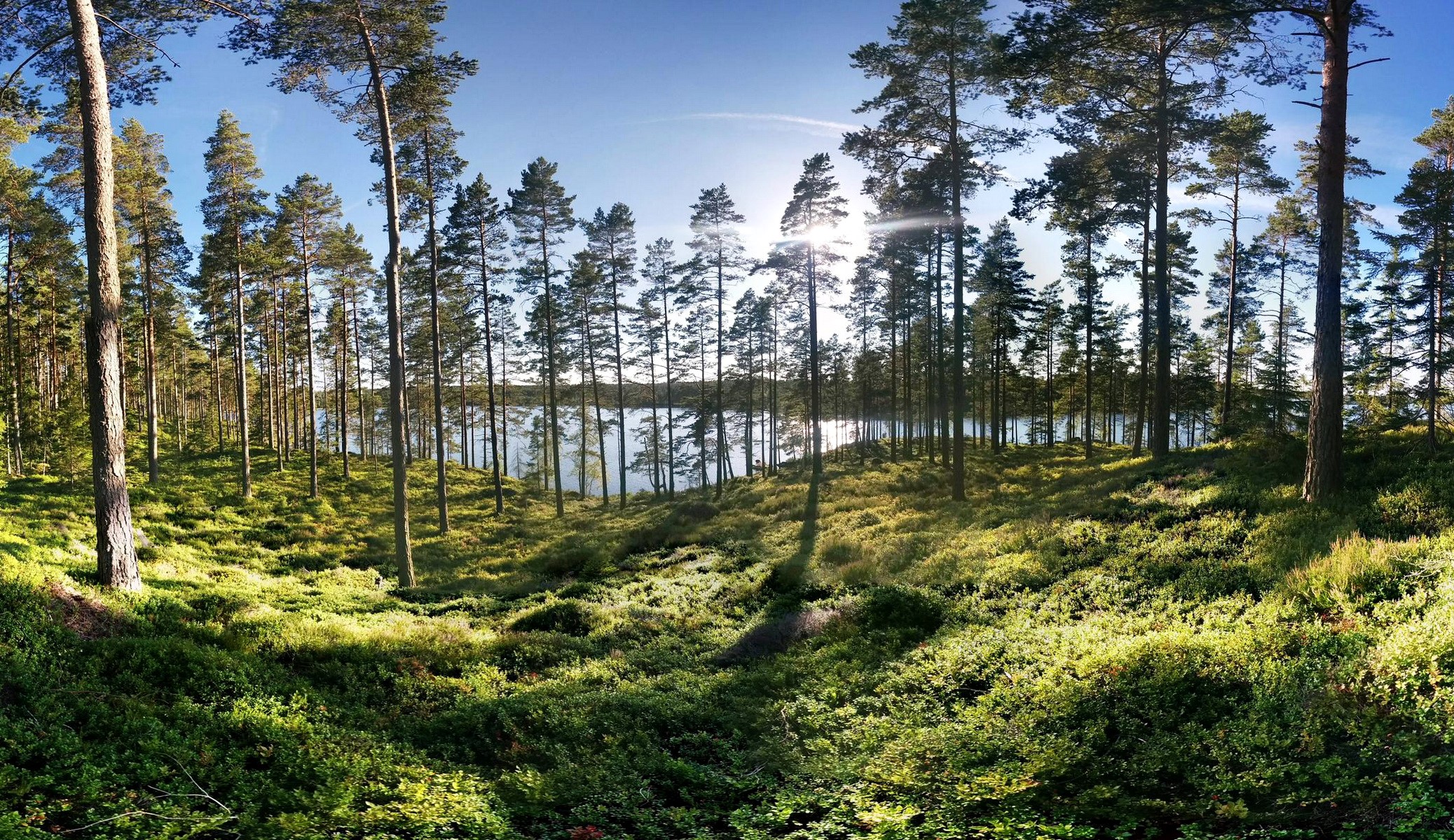 Forest with lake in Smaland, Sweden HD Wallpaper