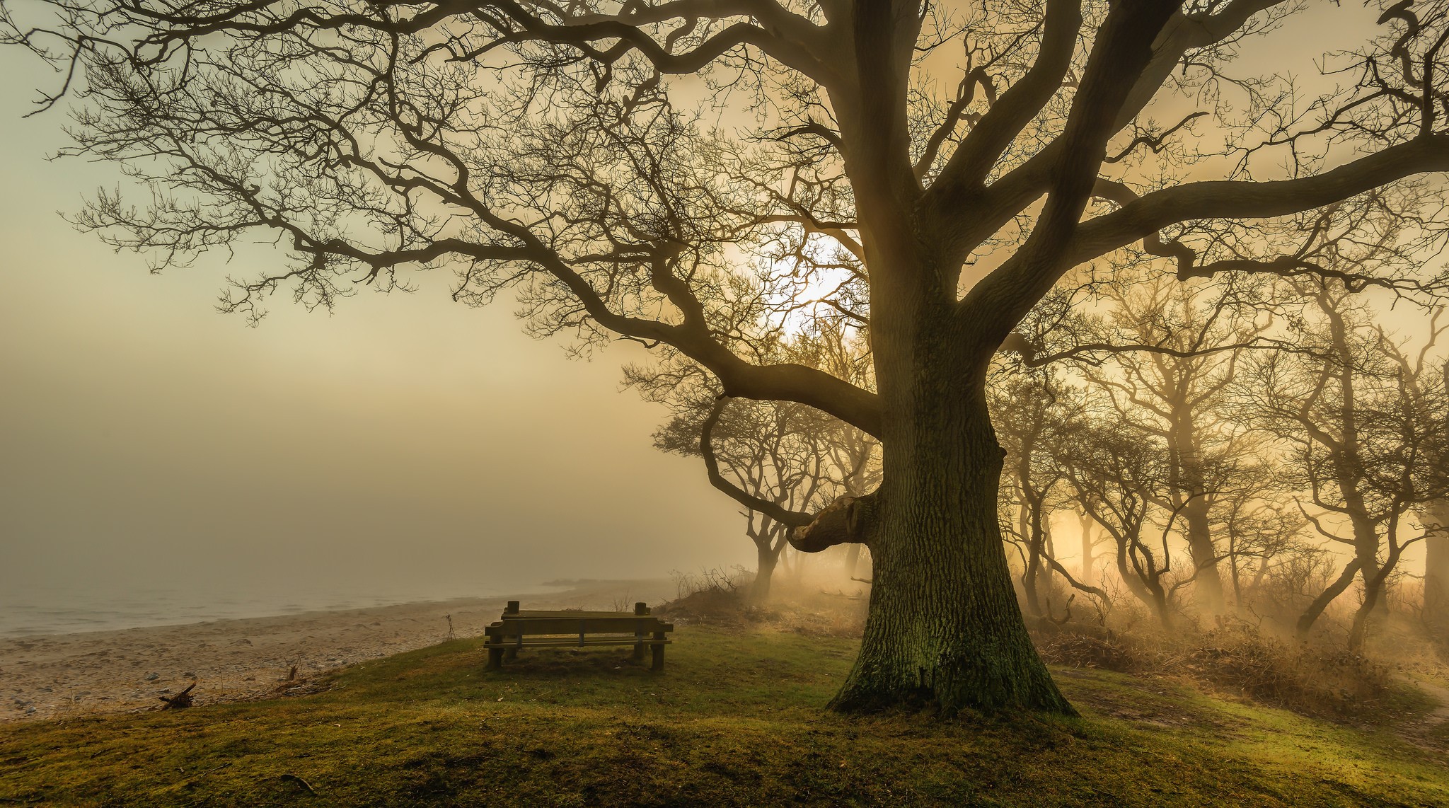 Misty forest with a bench by the beach HD Wallpaper