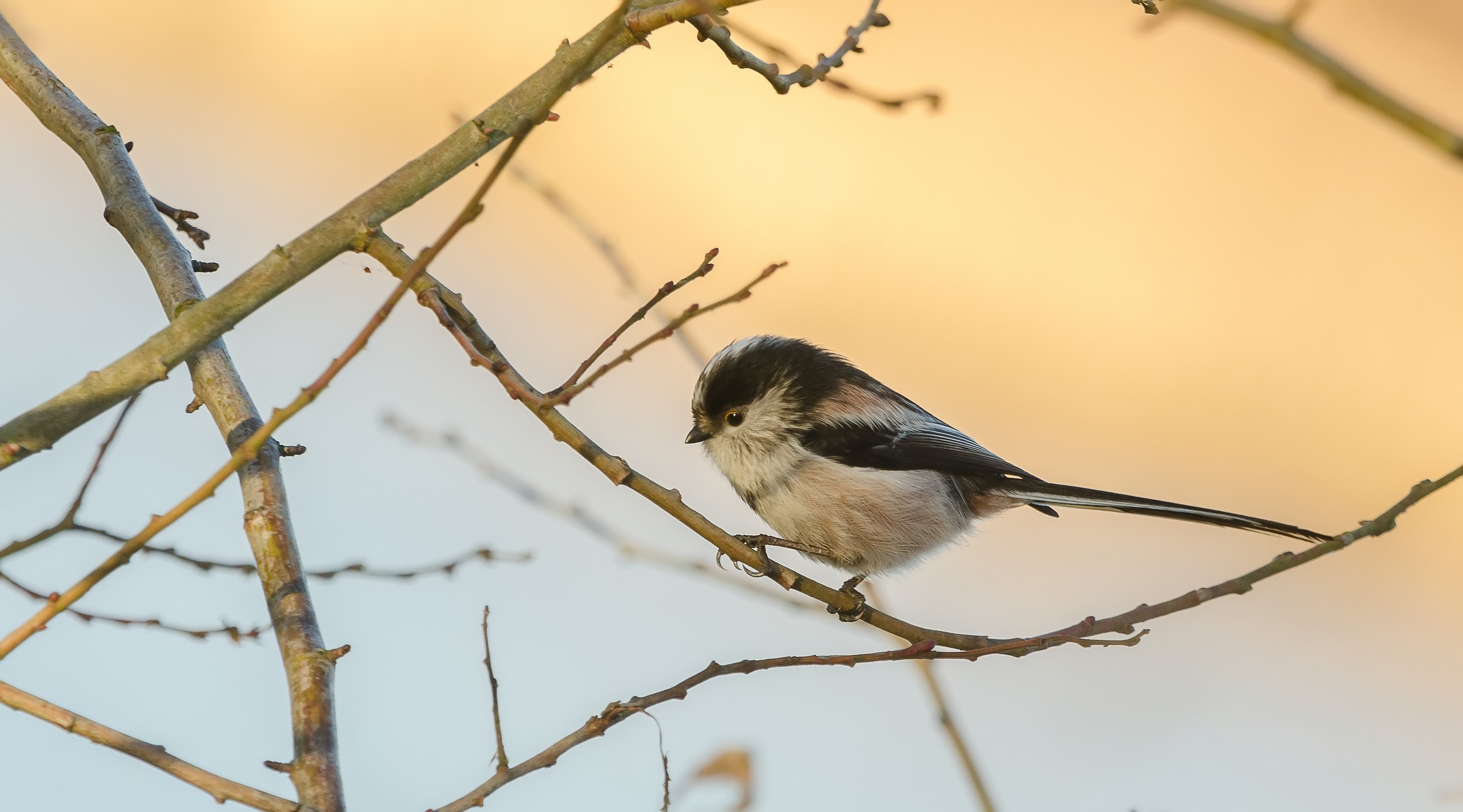Long-tailed tit perched on a branch HD Wallpaper