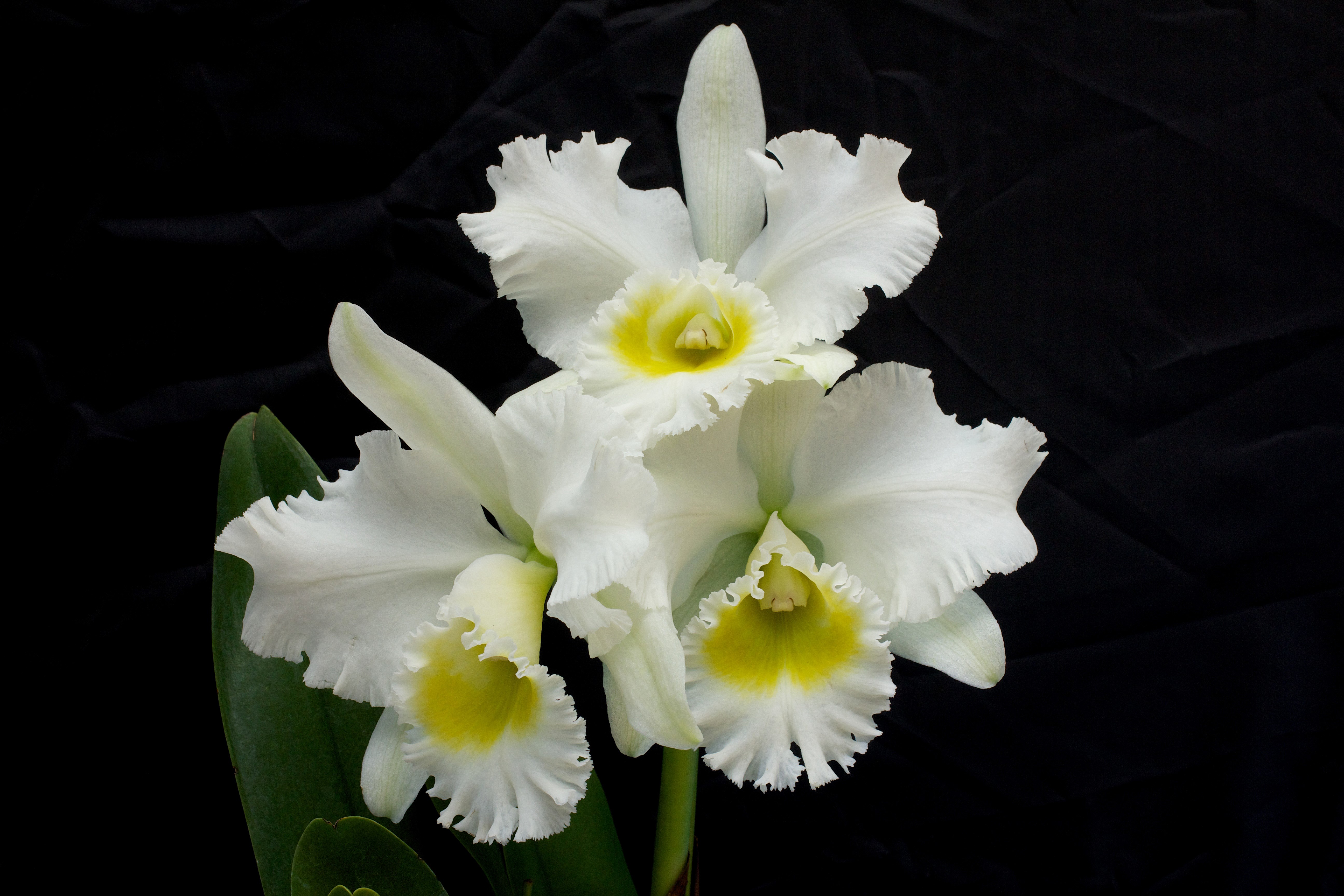 White Orchid with Yellow Center HD Wallpaper