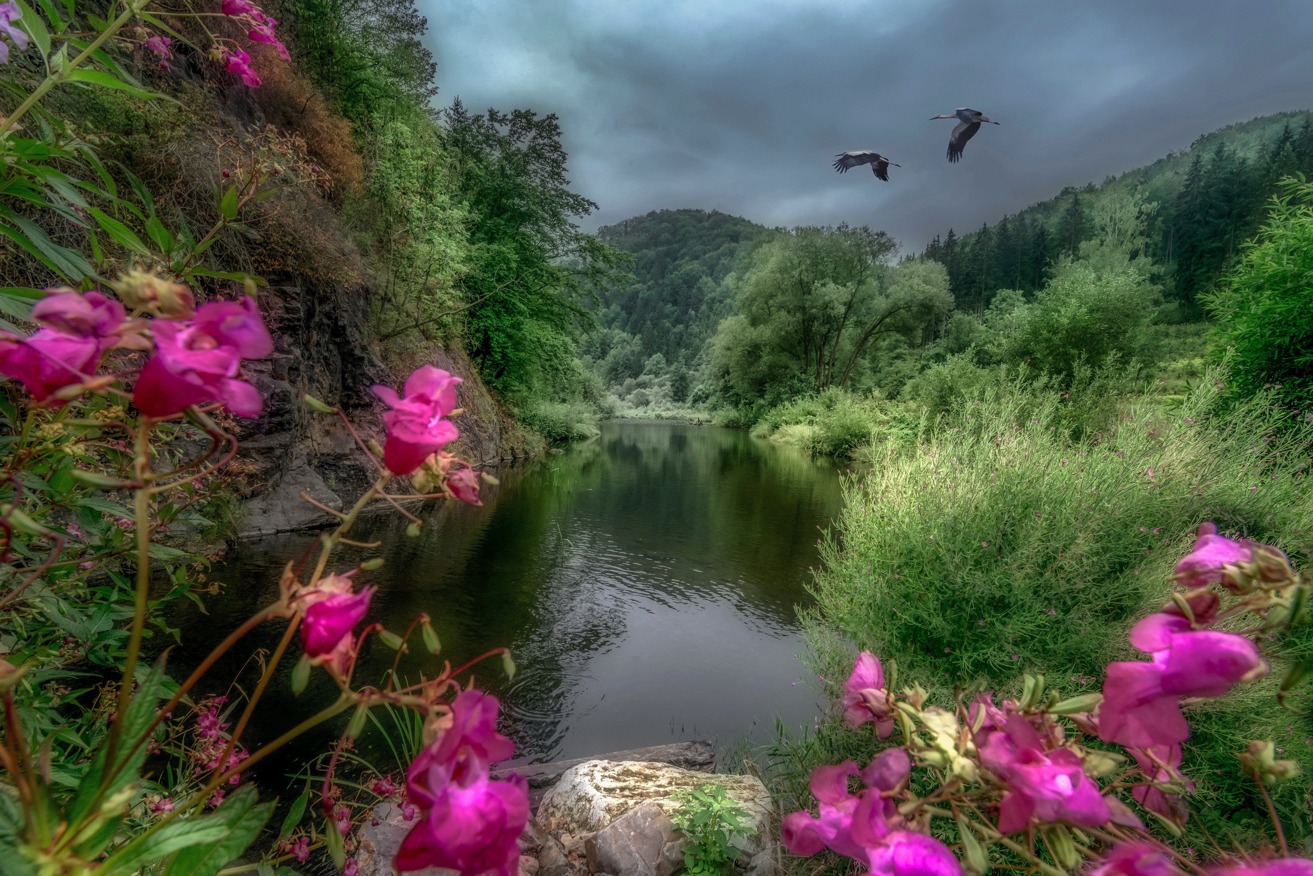 4K Scenery of Krumau River Kamp, Austria with Birds HD Wallpaper