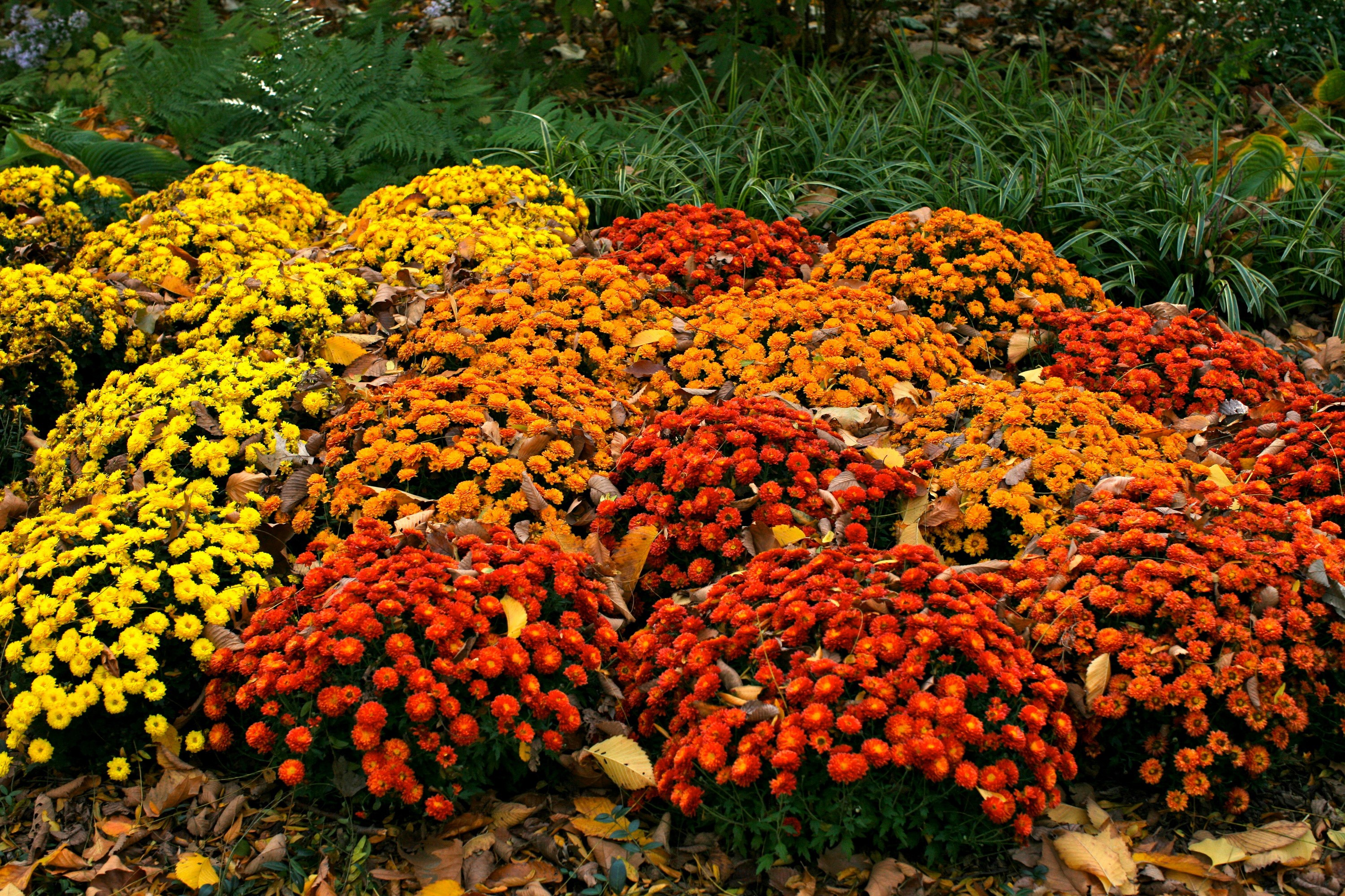 Bushes of orange, yellow, and red chrysanthemums in a garden HD Wallpaper