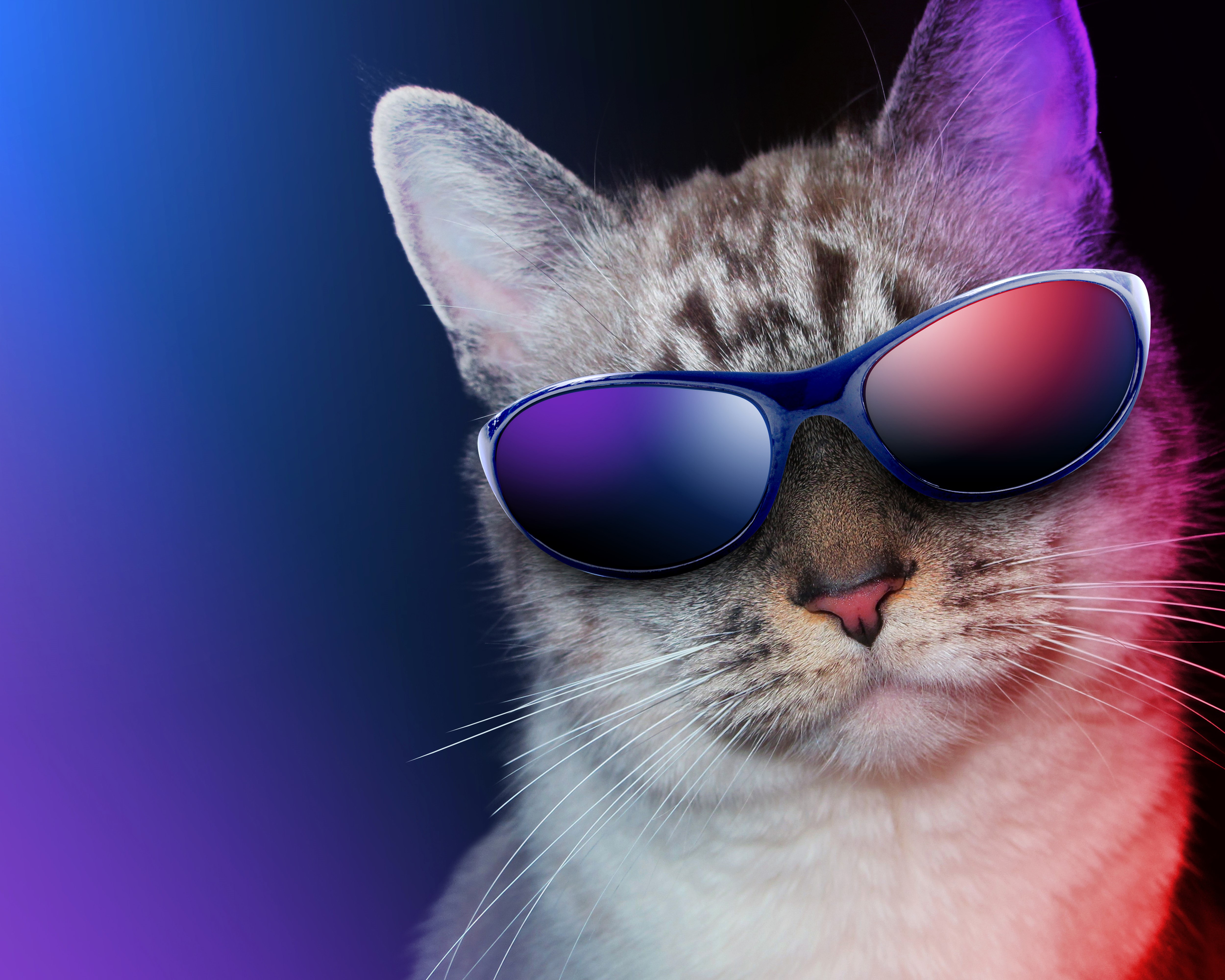 Cat wearing sunglasses with colorful lighting HD Wallpaper