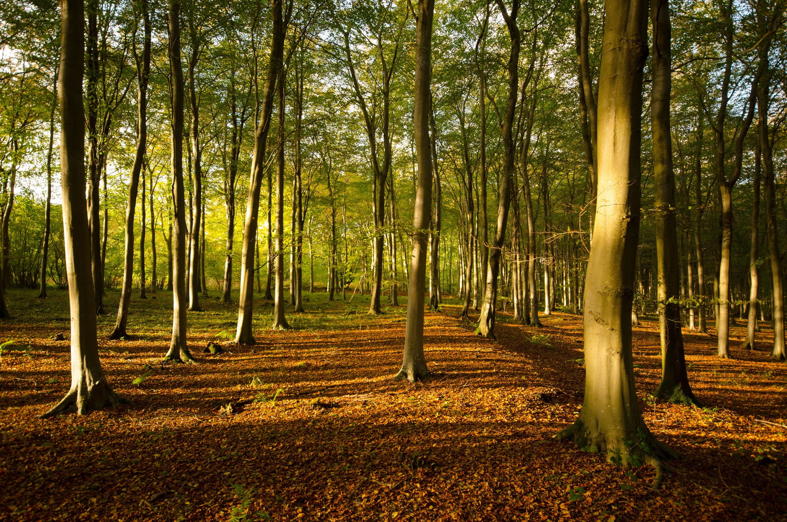 Forest floor covered in autumn leaves with sunlight filtering through trees HD Wallpaper
