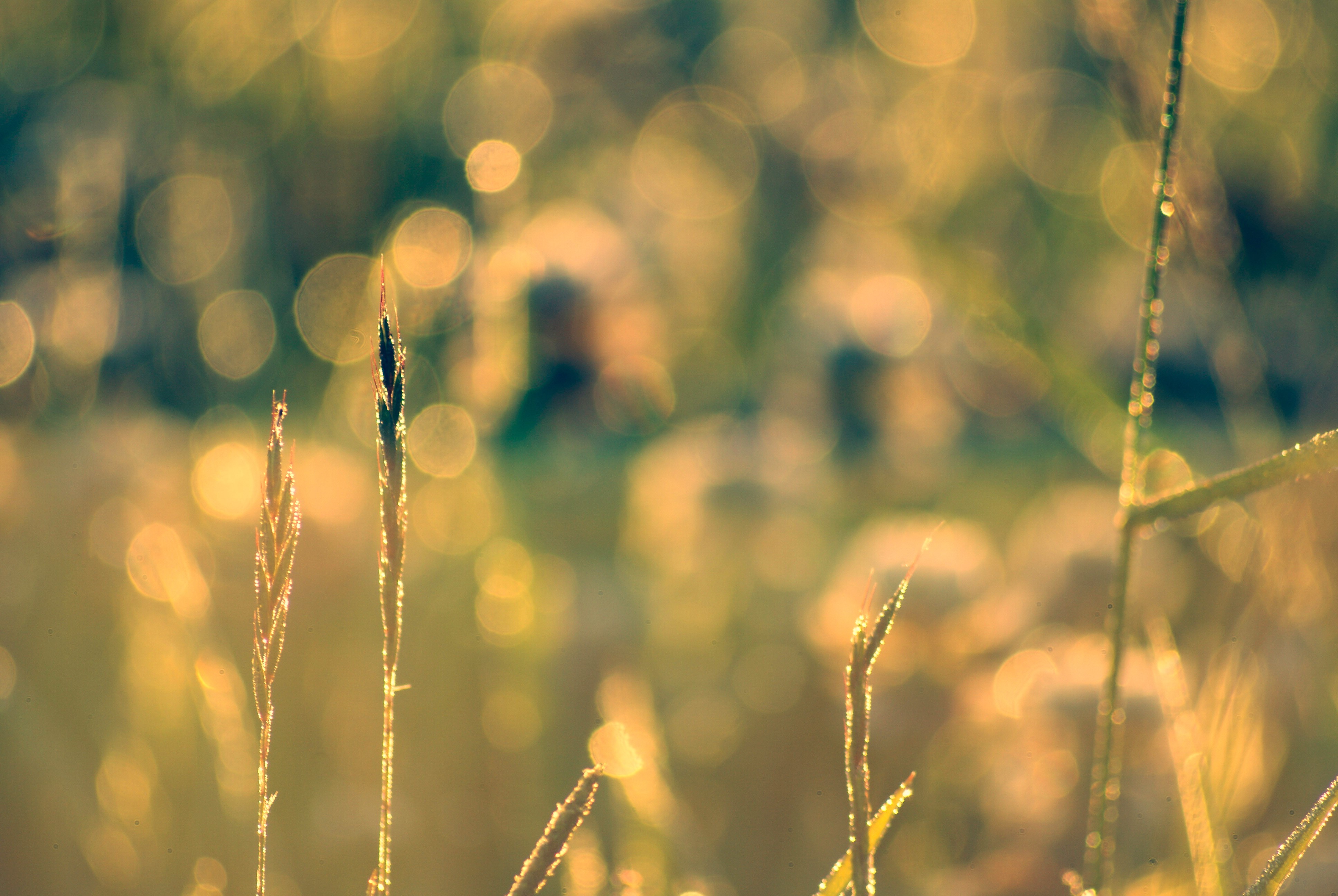 4K Closeup of Grass with Dewdrops HD Wallpaper