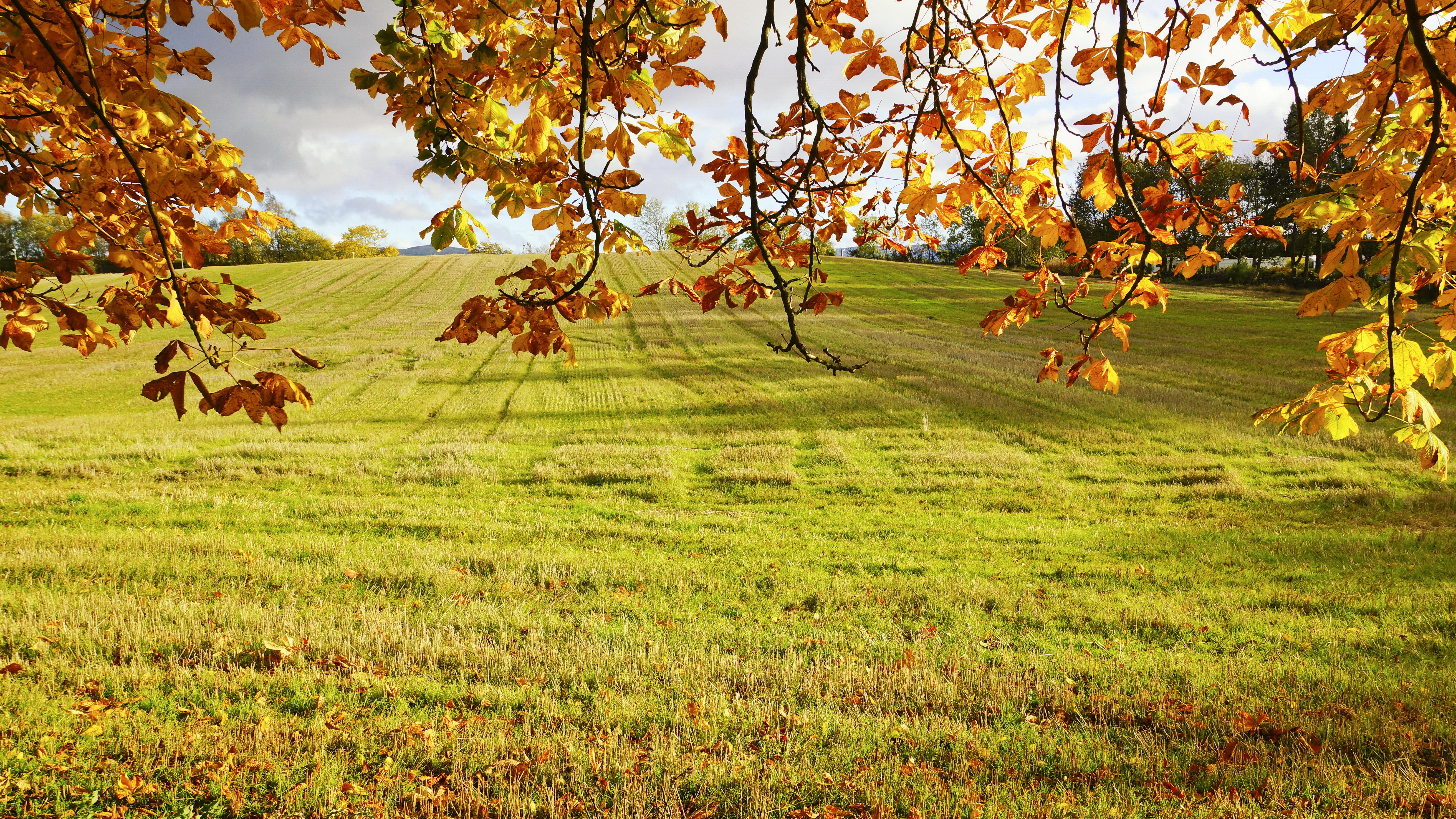 Autumn leaves frame a grassy hillside field HD Wallpaper