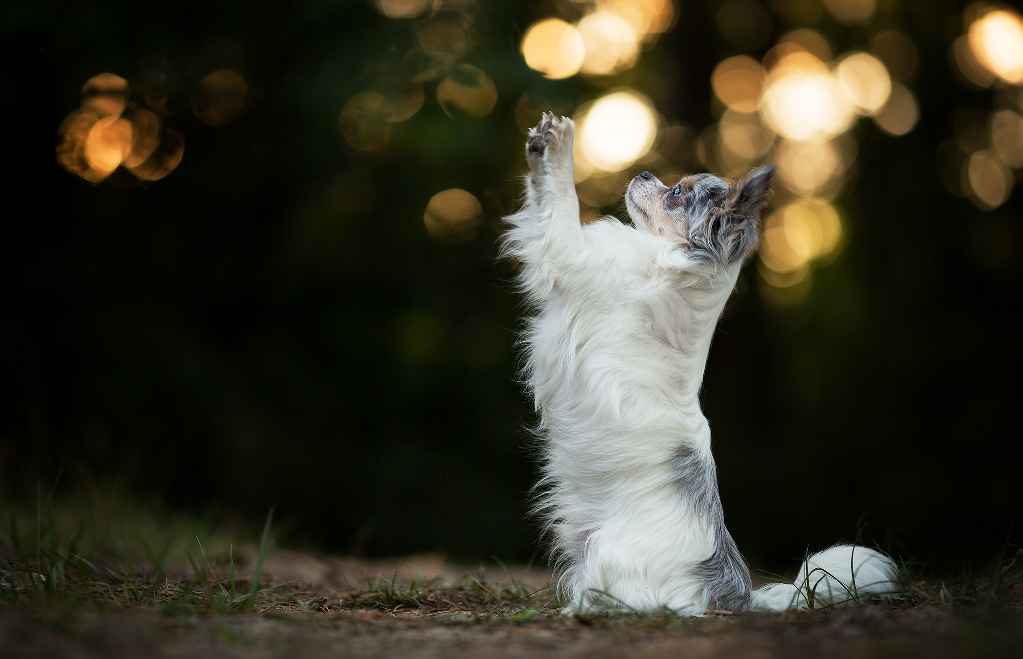 Chihuahua dog sitting up with paw raised HD Wallpaper